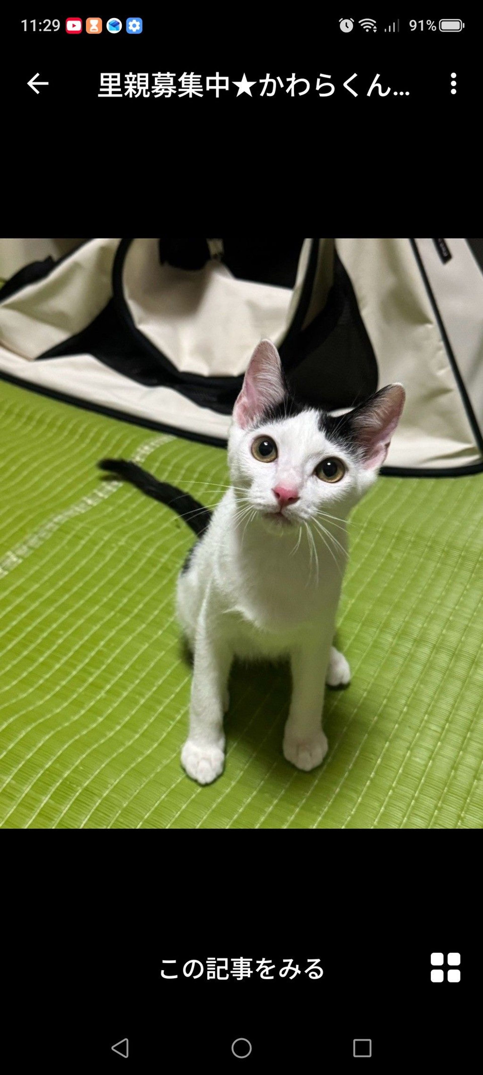 雑種（ミックス猫）・オスの里親募集の写真