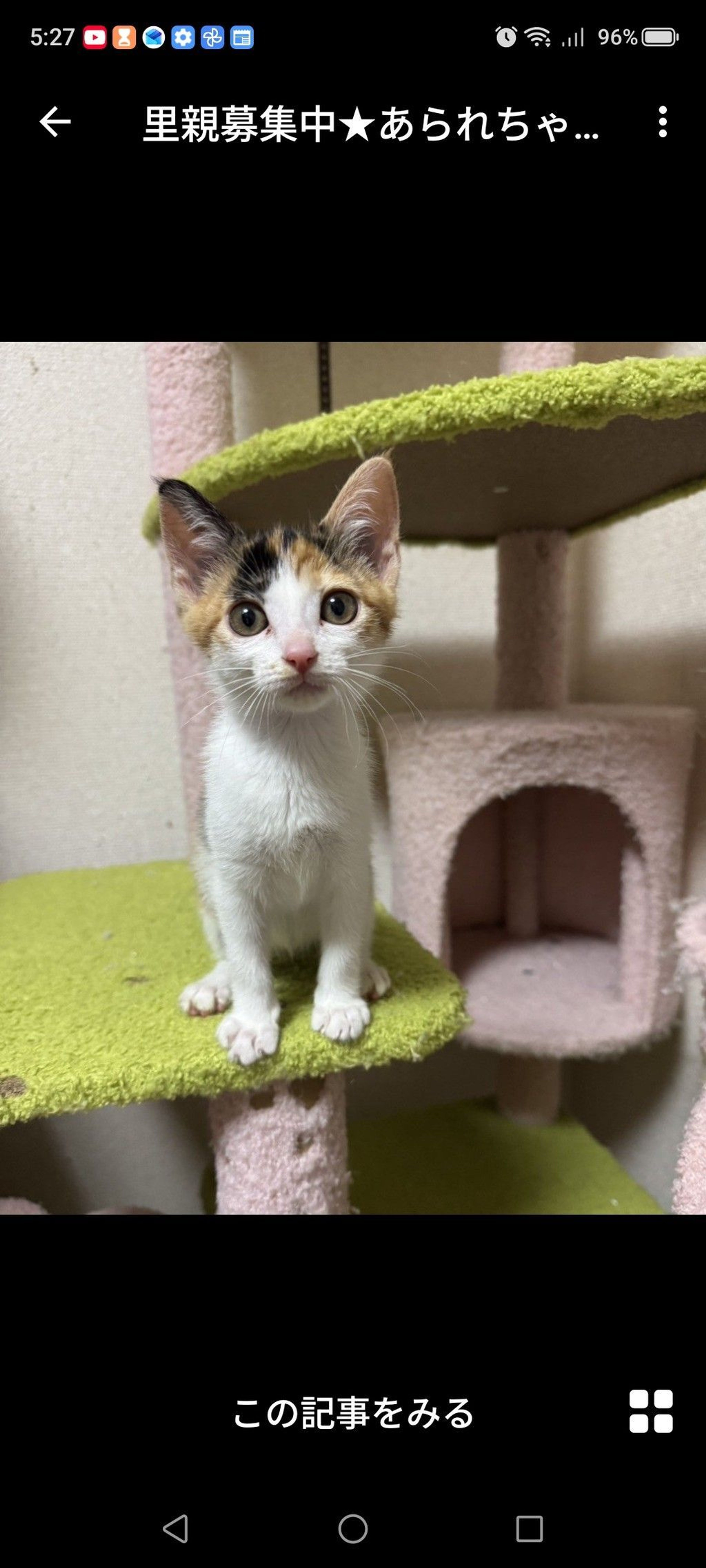 雑種（ミックス猫）・メスの里親募集の写真