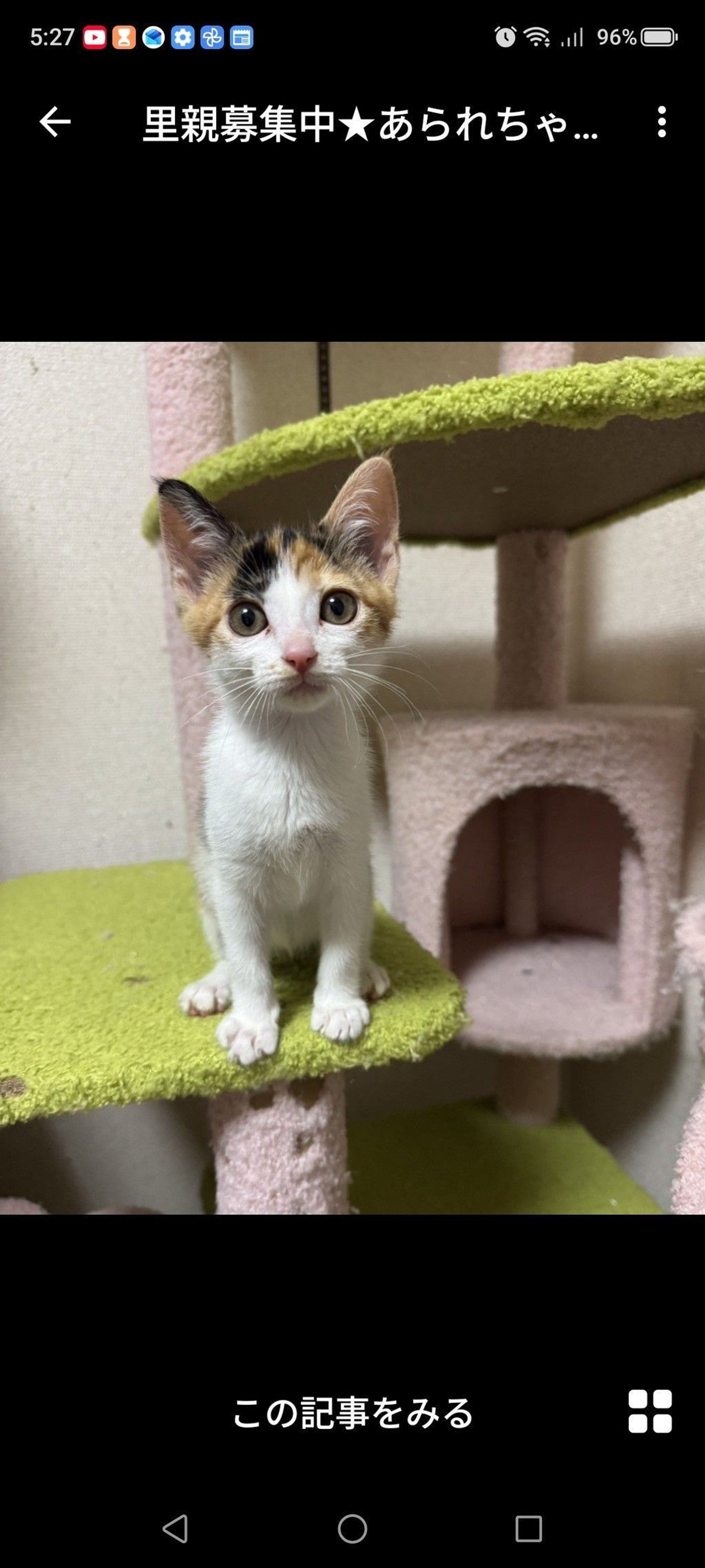 雑種（ミックス猫）・メスの里親募集の写真