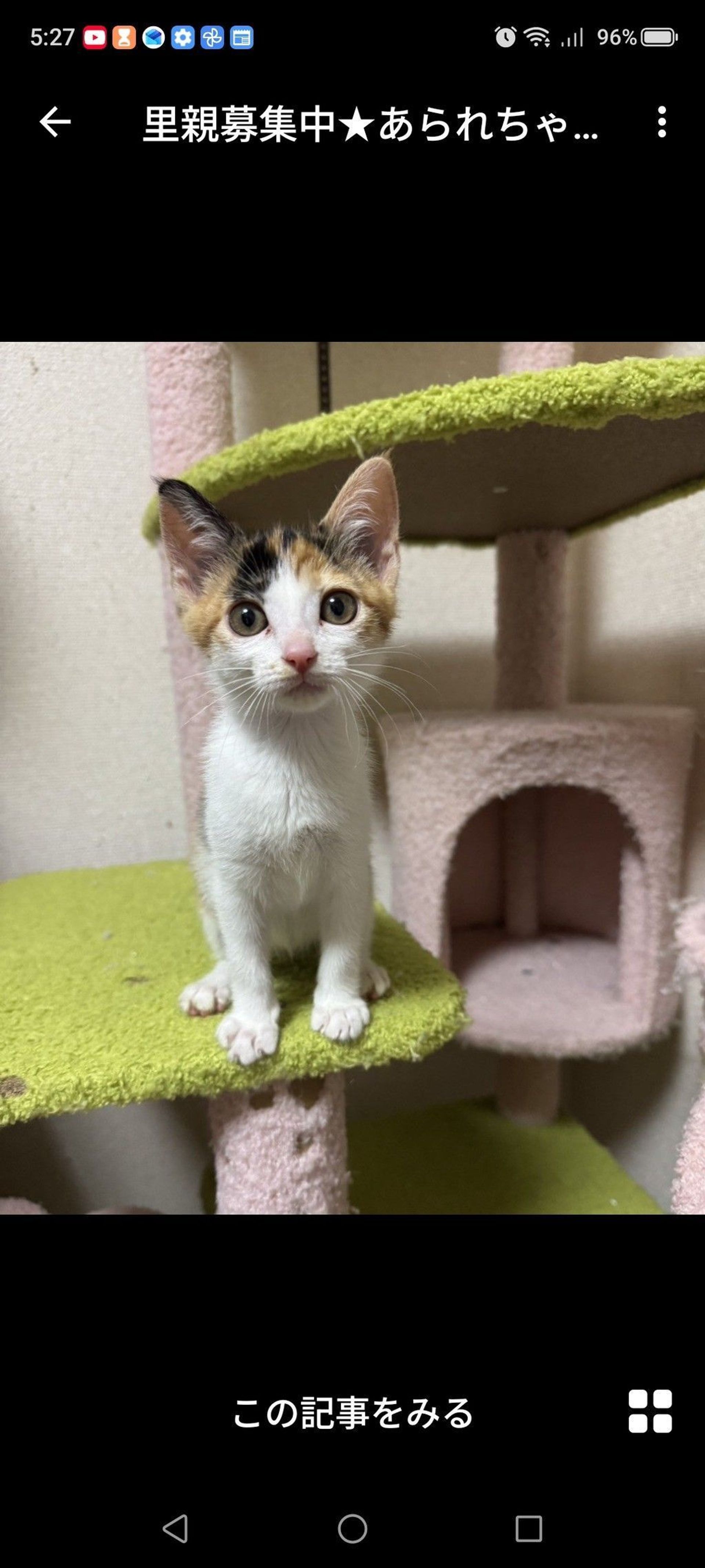 雑種（ミックス猫）・メスの里親募集の写真