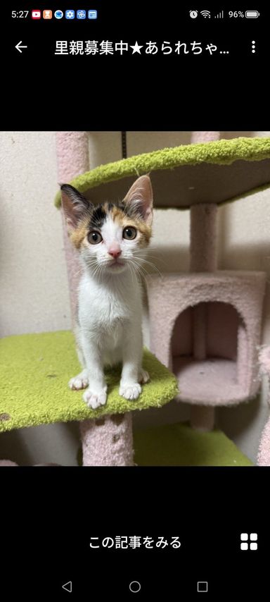あられちゃんの写真