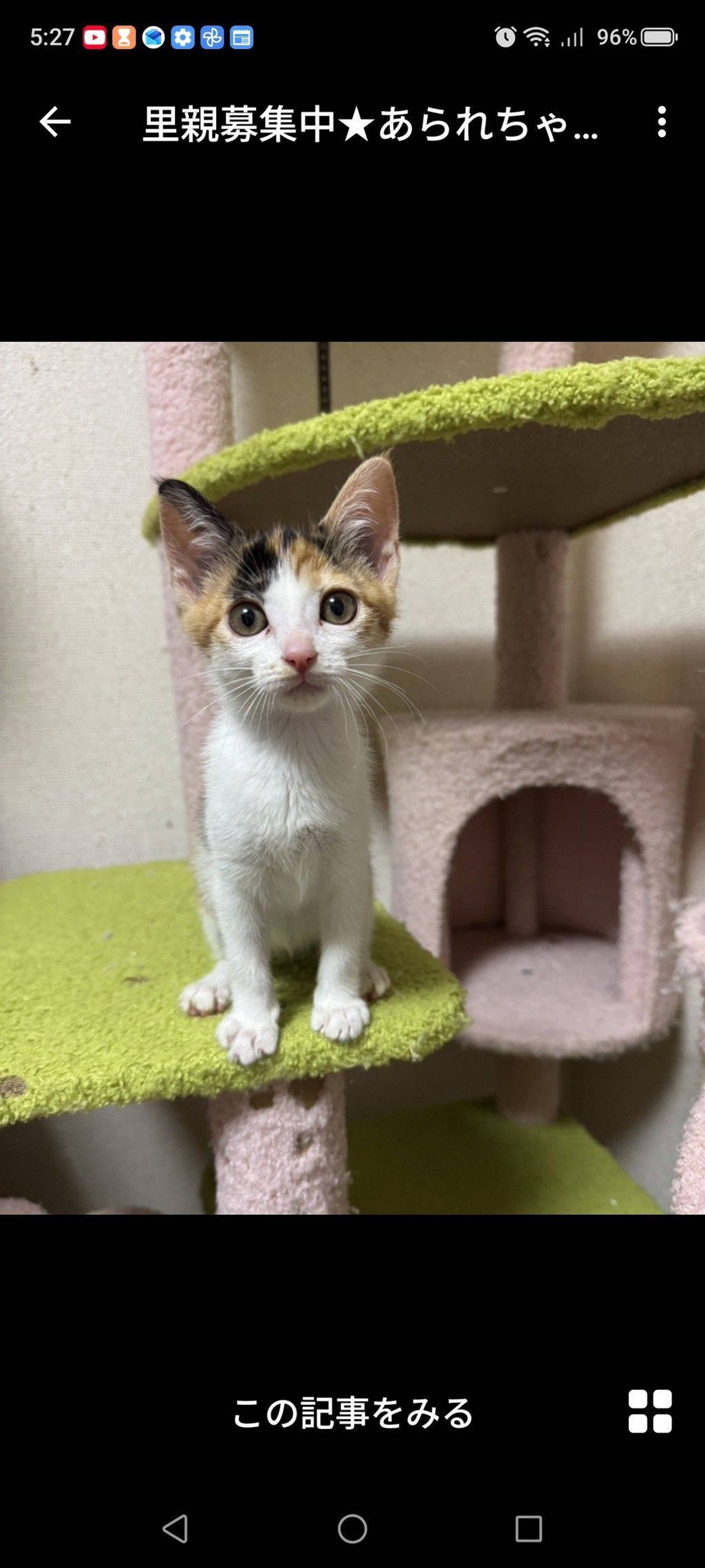 雑種（ミックス猫）・メスの里親募集の写真