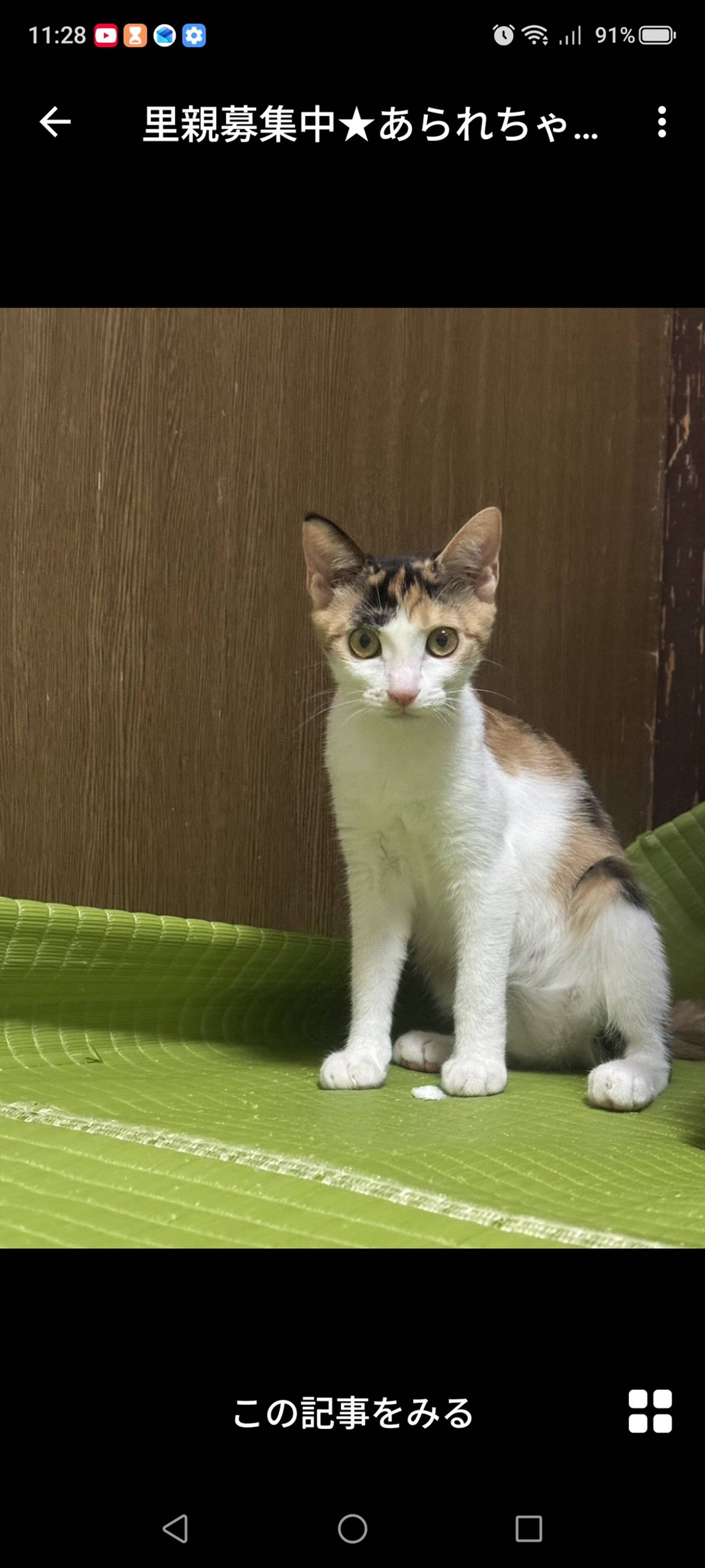 雑種（ミックス猫）・メスの里親募集の写真