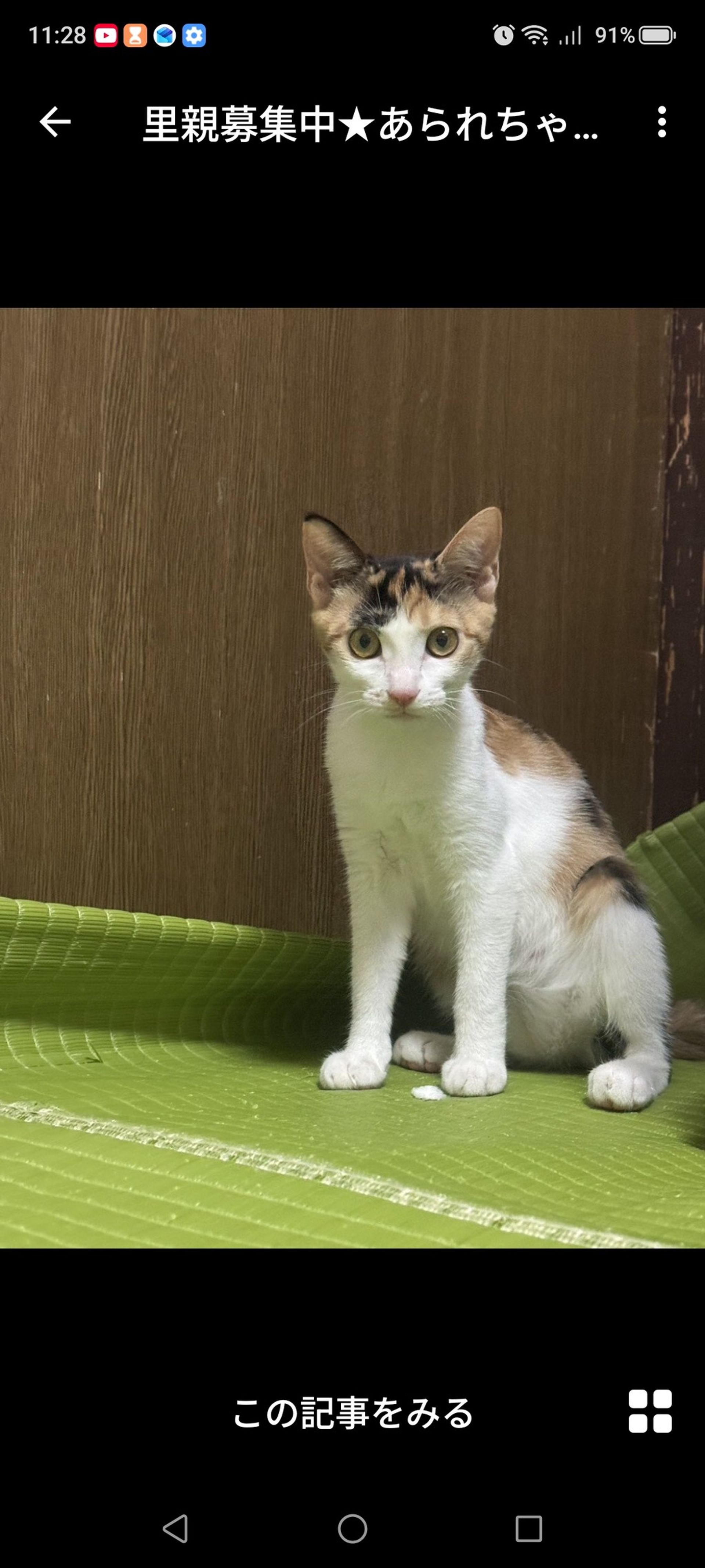 雑種（ミックス猫）・メスの里親募集の写真