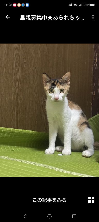 あられちゃんの写真