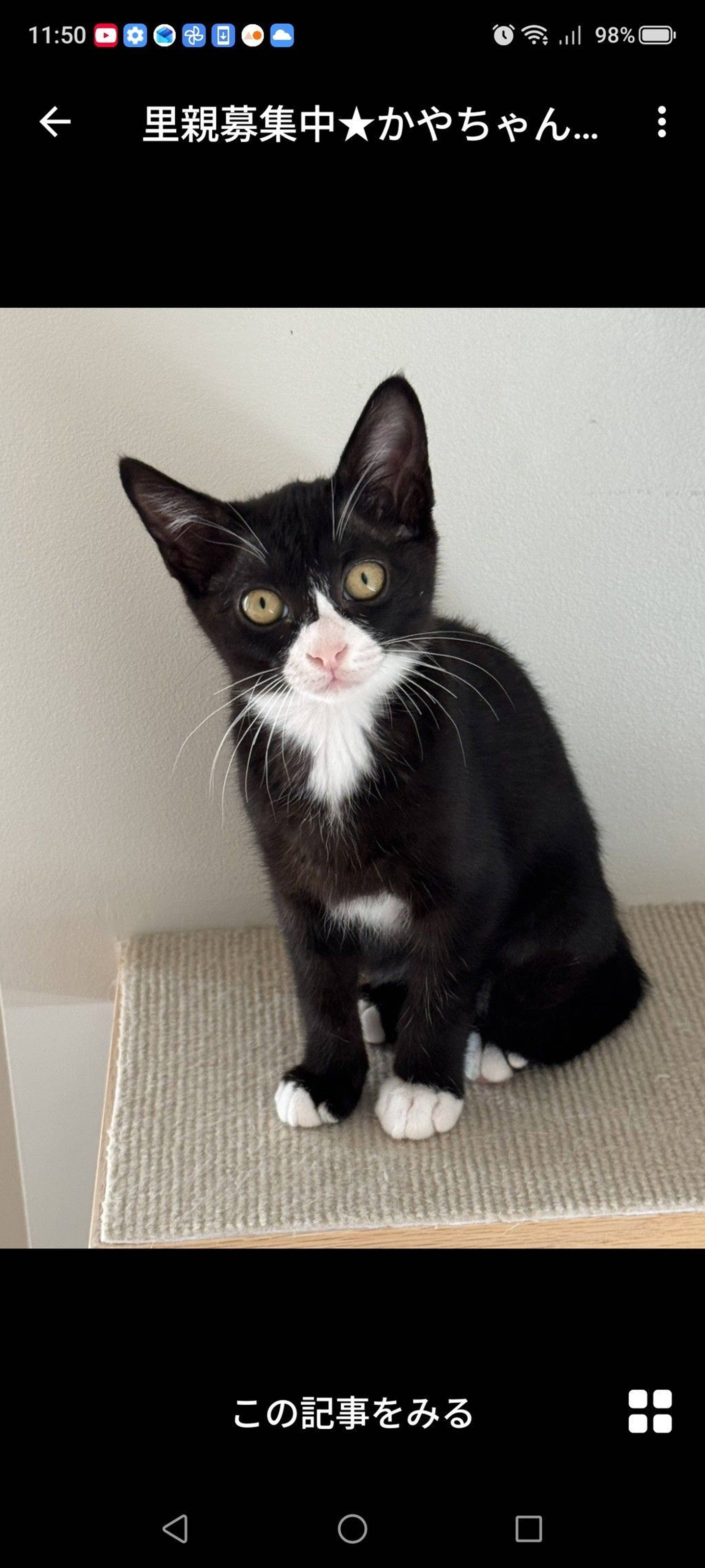 雑種（ミックス猫）・メスの里親募集の写真