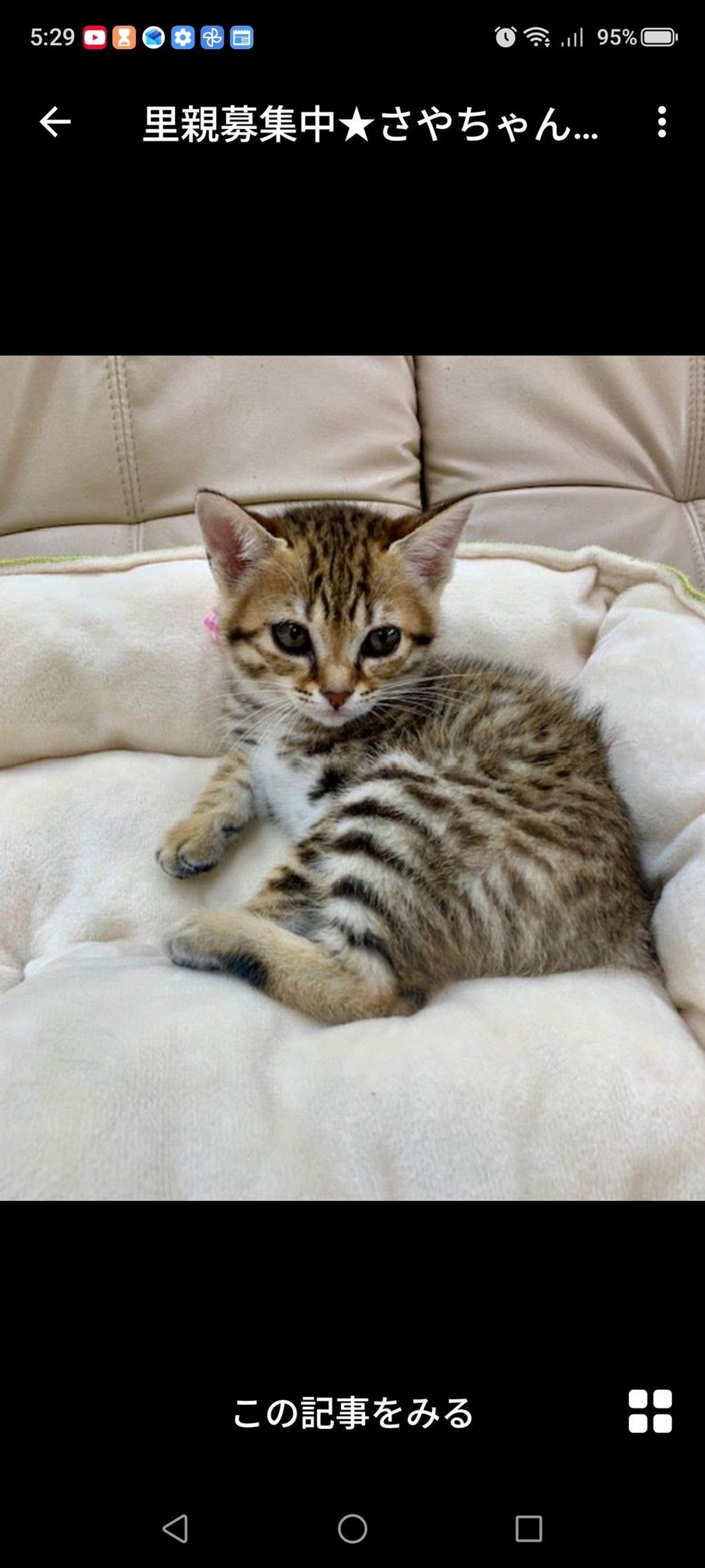 雑種（ミックス猫）・メスの里親募集の写真