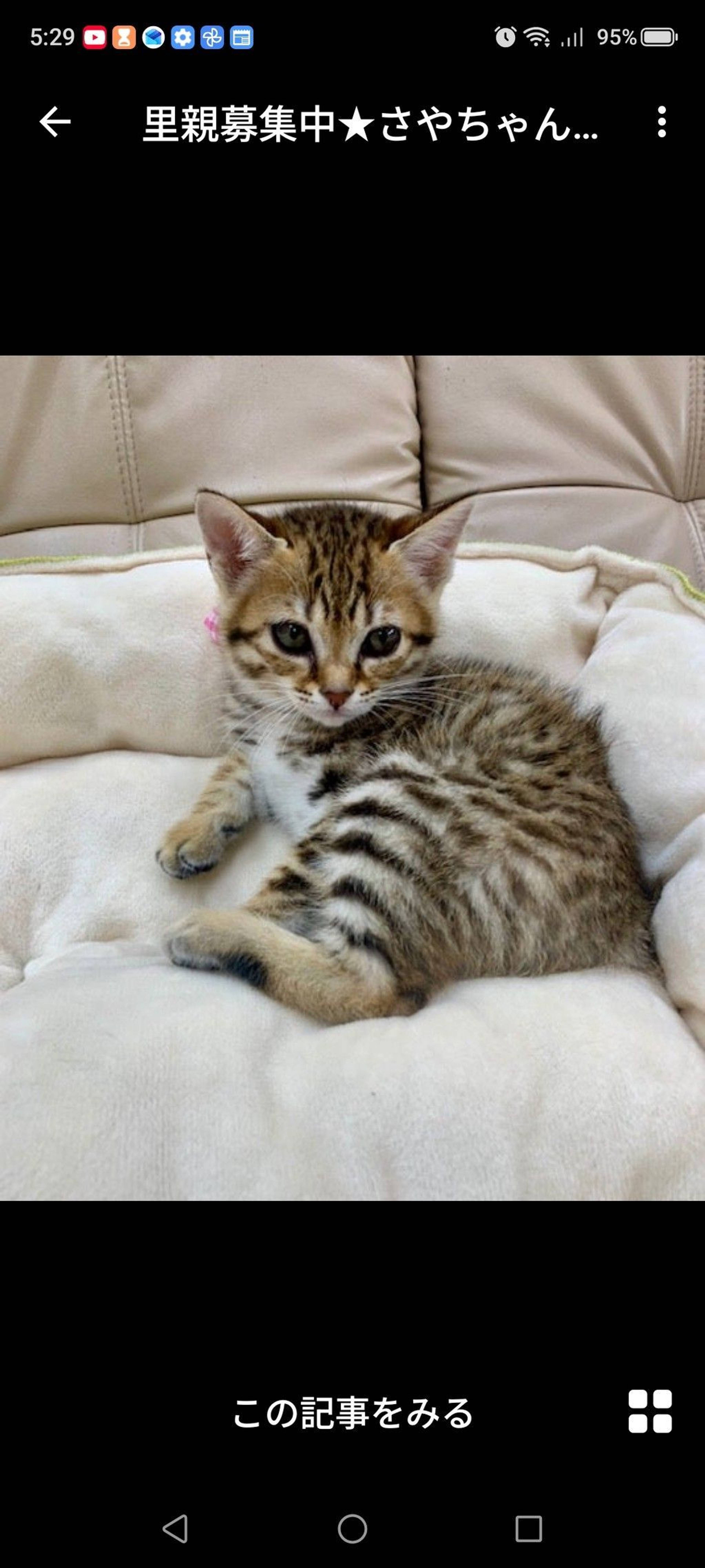 雑種（ミックス猫）・メスの里親募集の写真