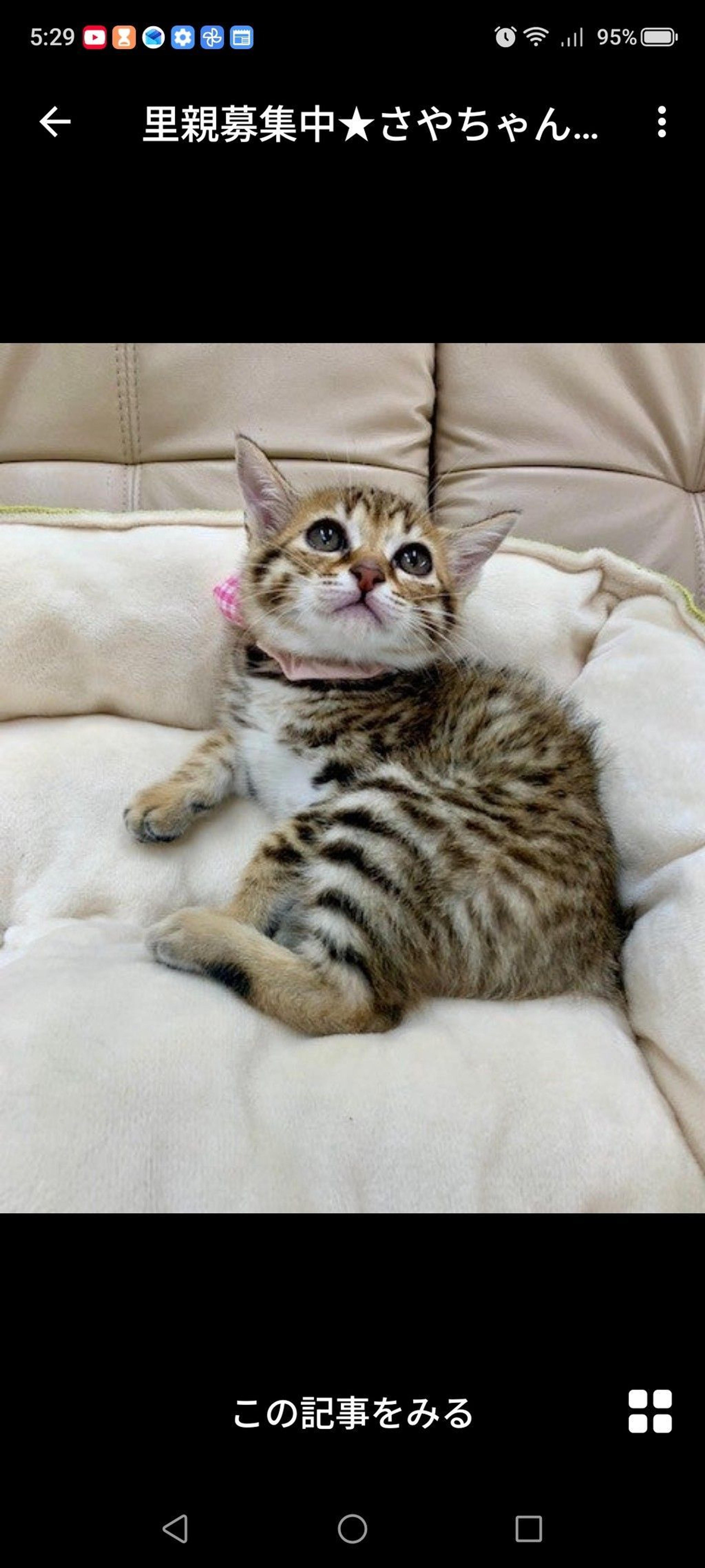 pet-image-3
