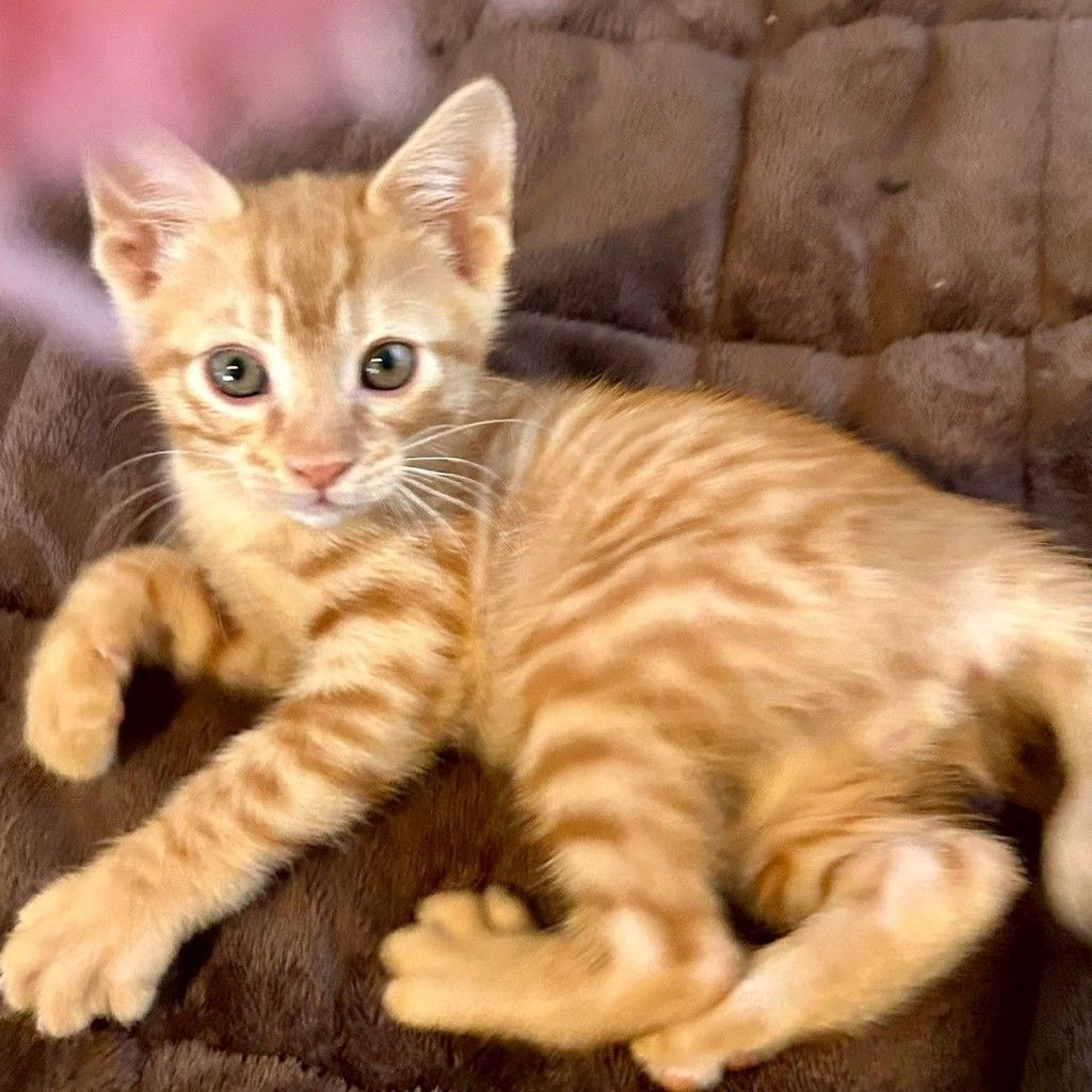 雑種（ミックス猫）・オスの里親募集の写真