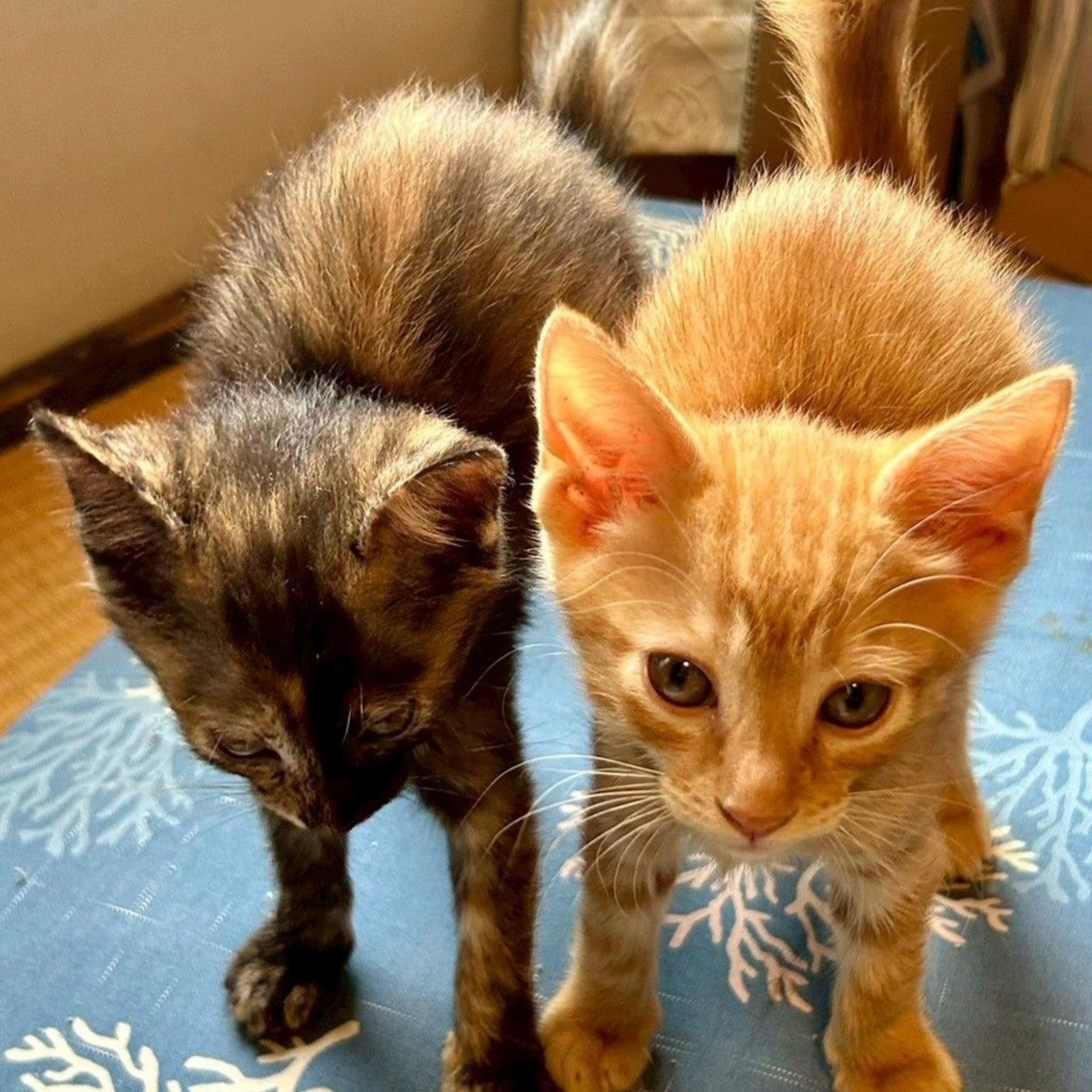 pet-image-3