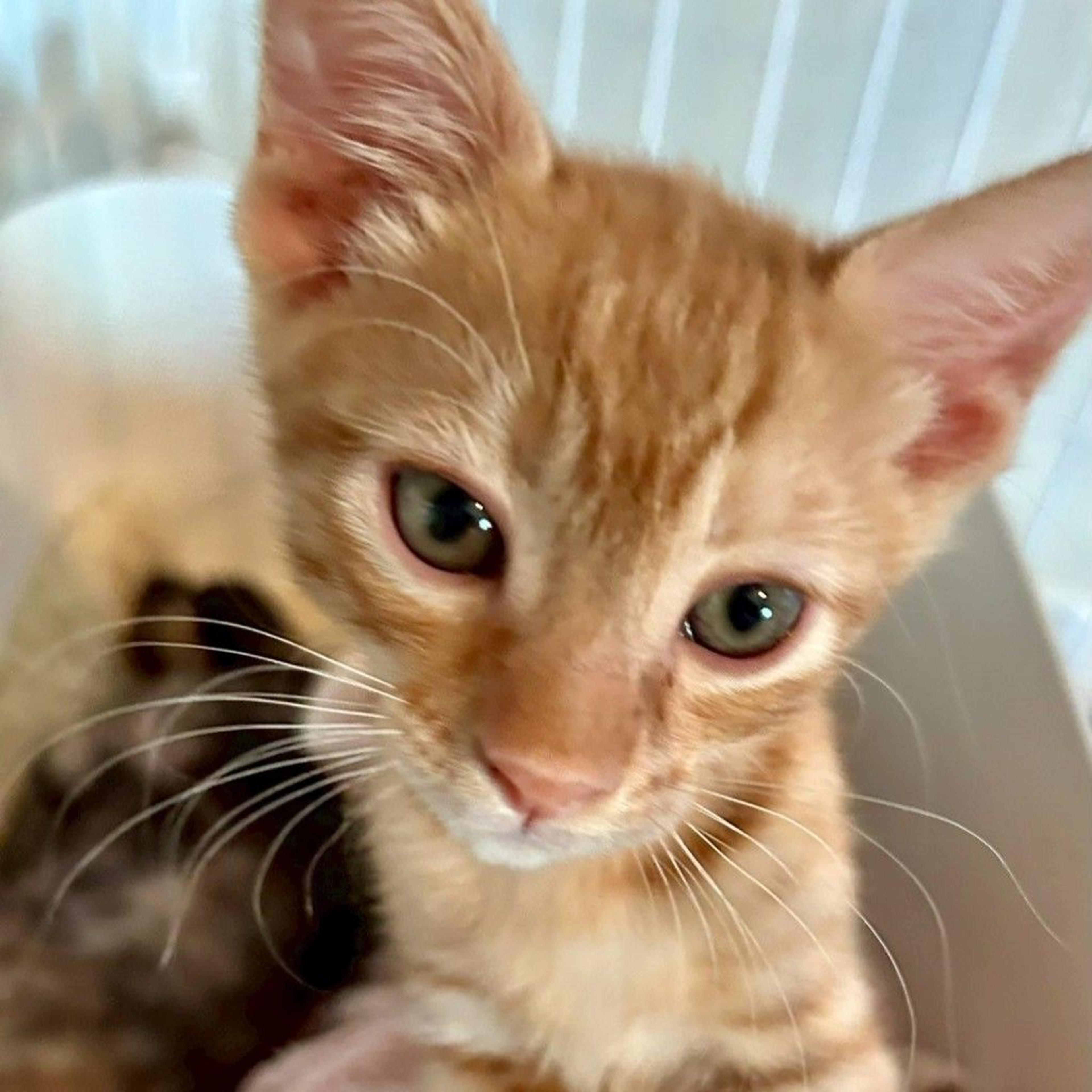 pet-image-4
