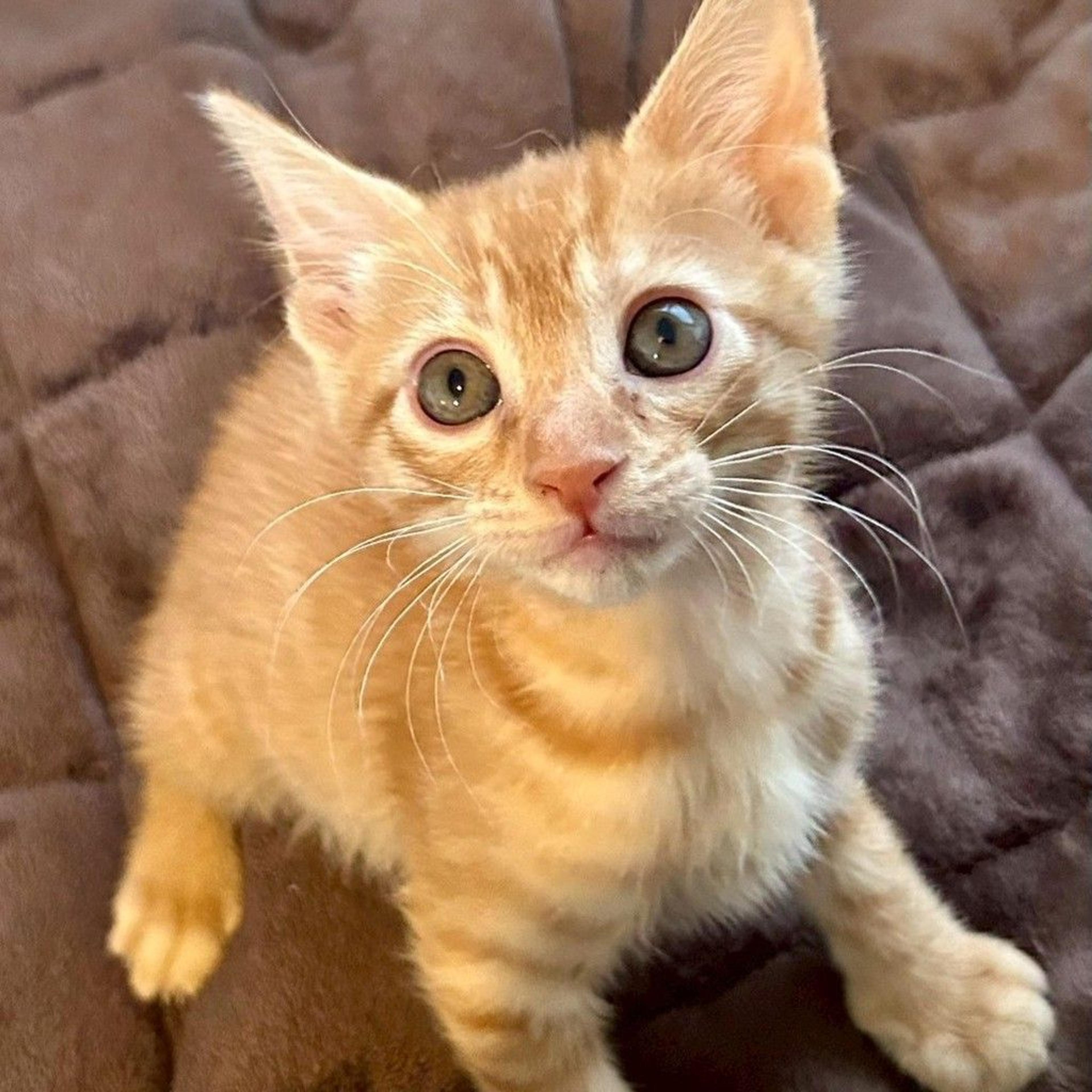 pet-image-5