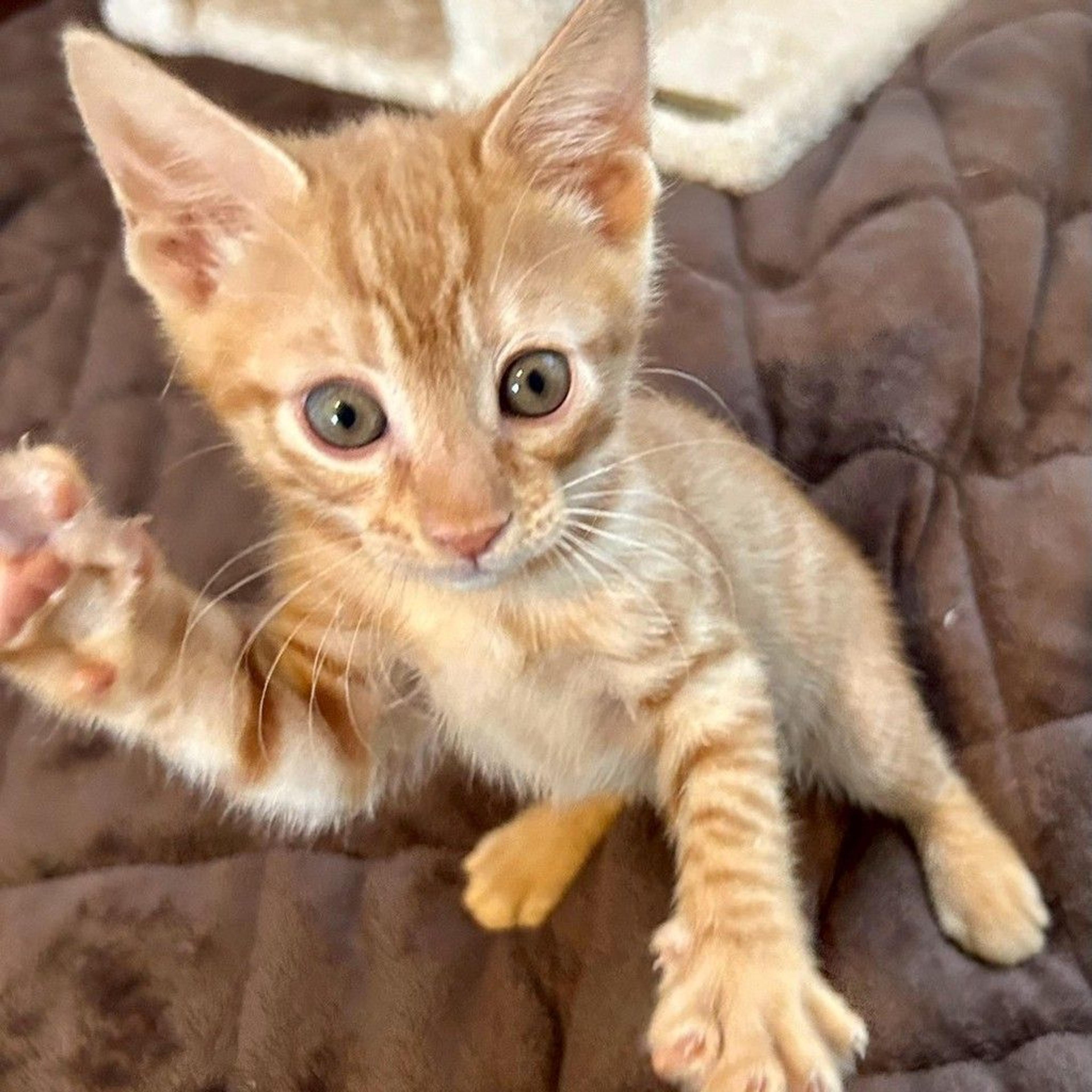 pet-image-6