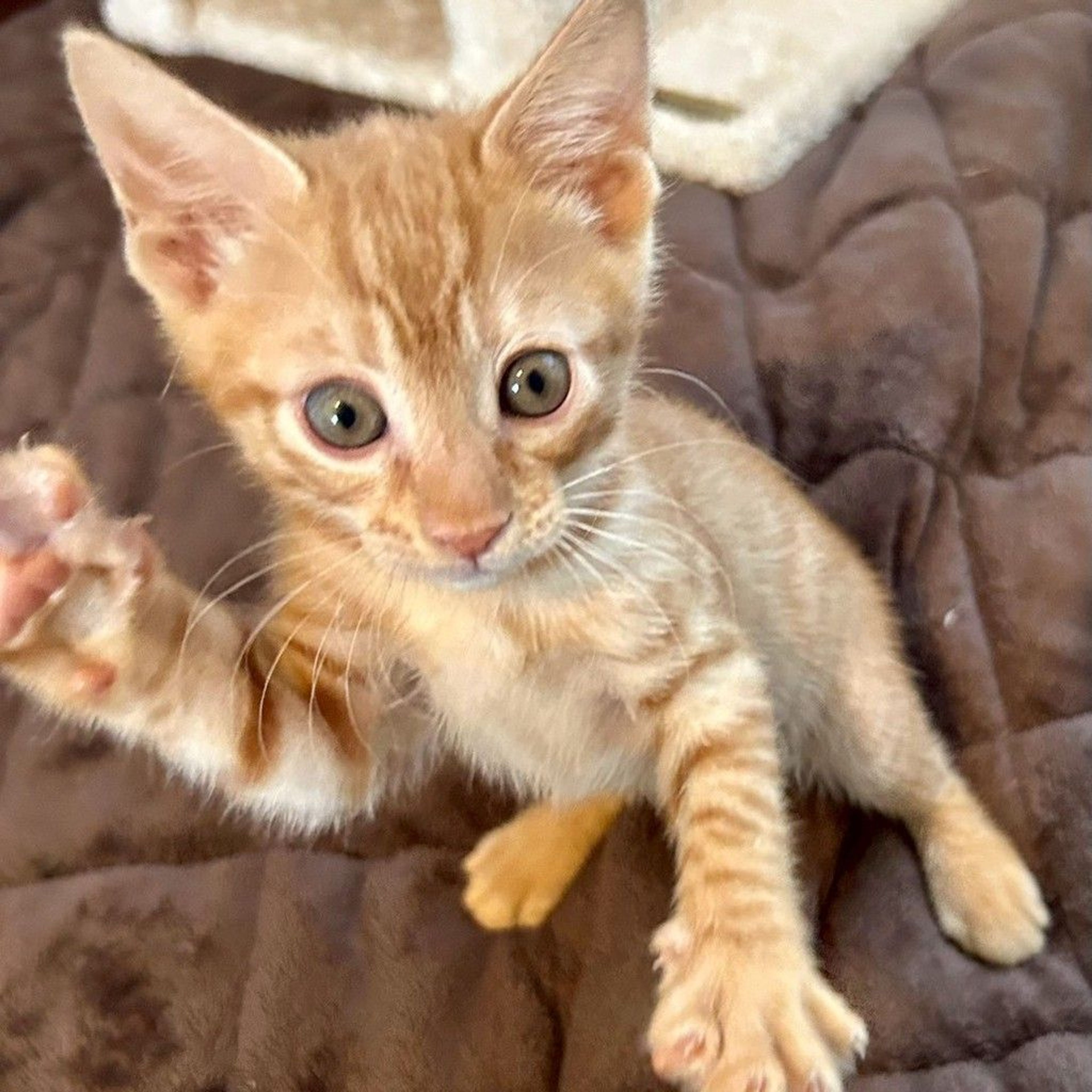 pet-image-6
