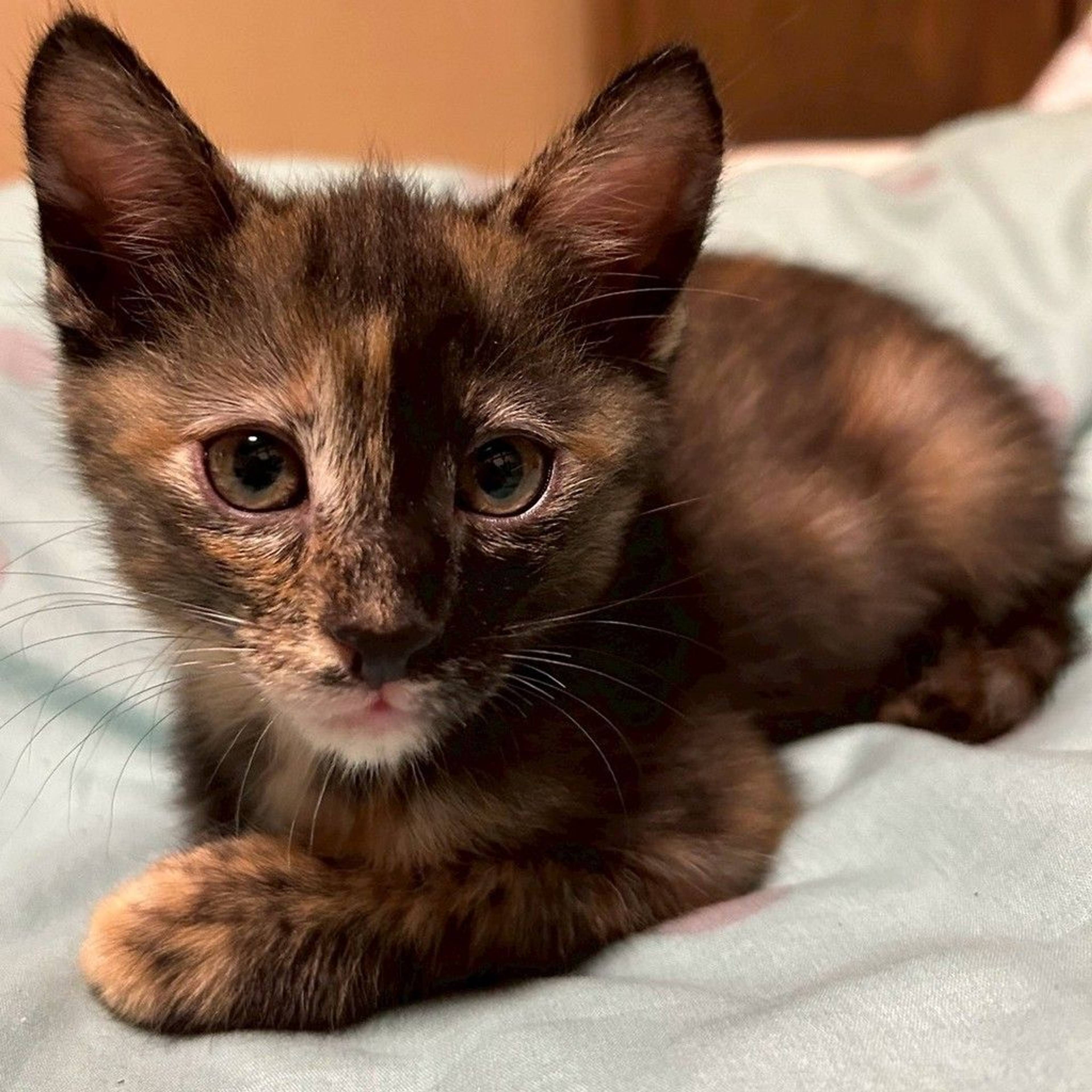 雑種（ミックス猫）・メスの里親募集の写真