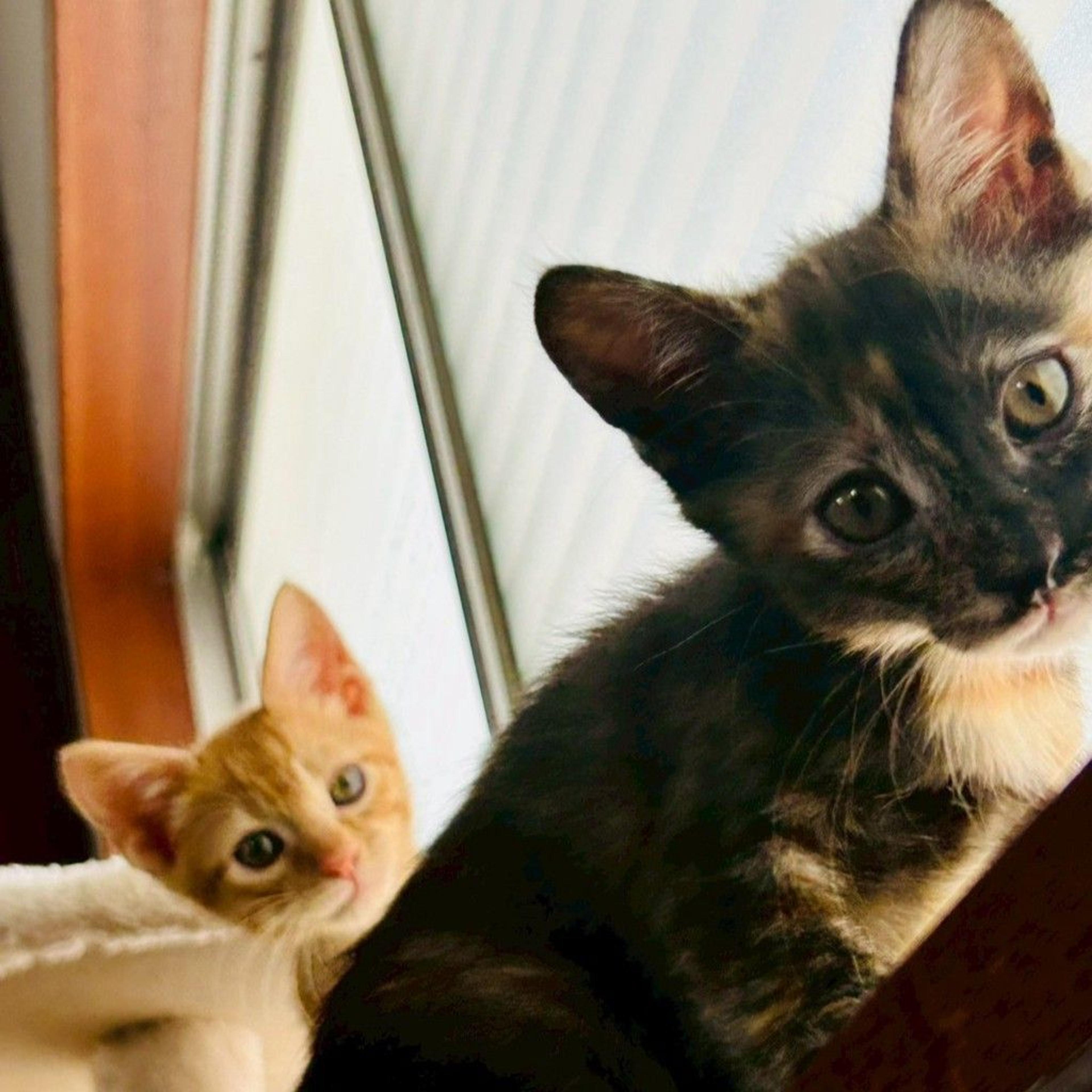 pet-image-6