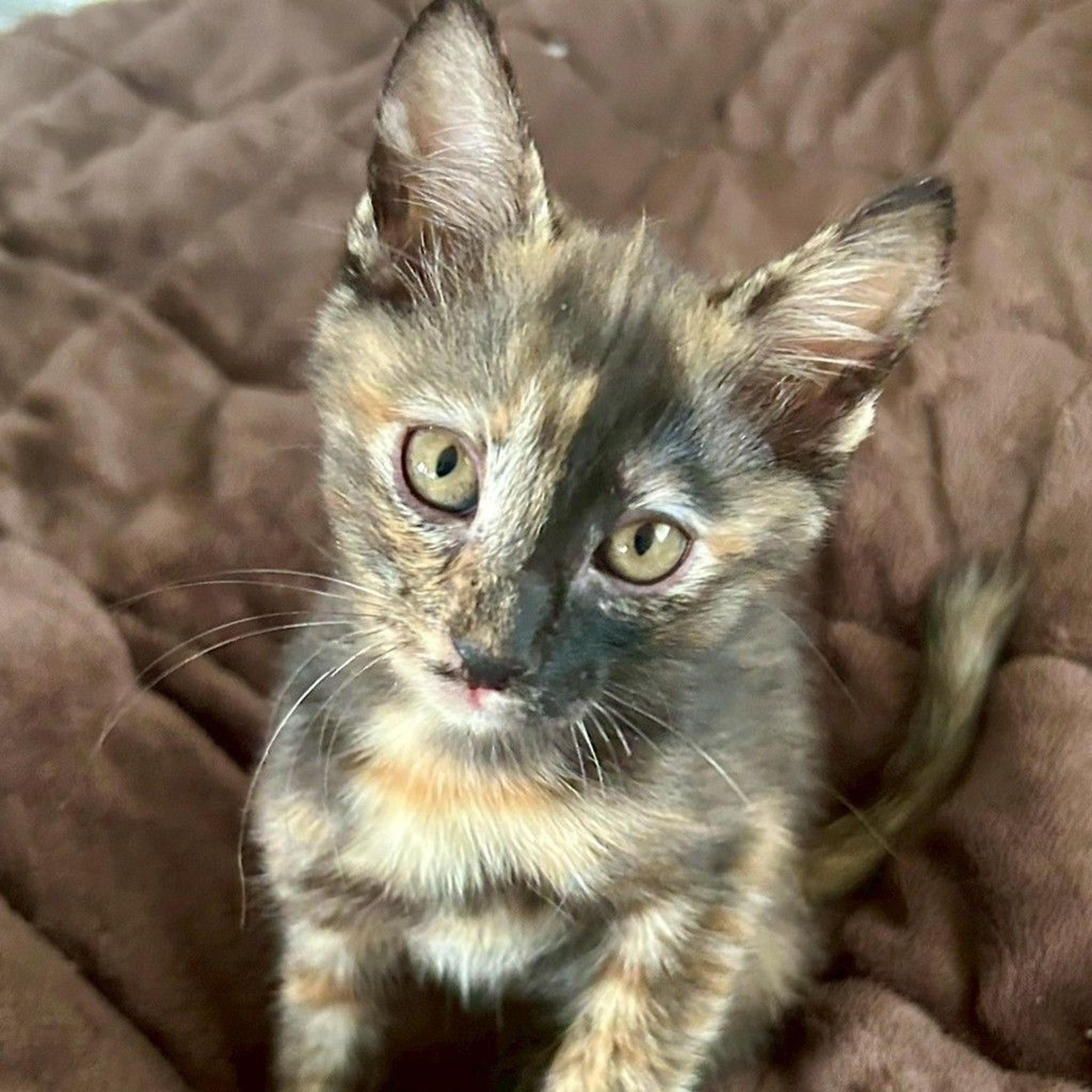 pet-image-9