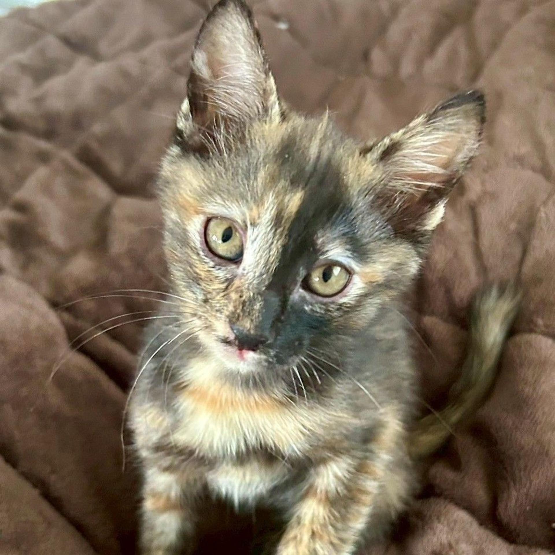 pet-image-9