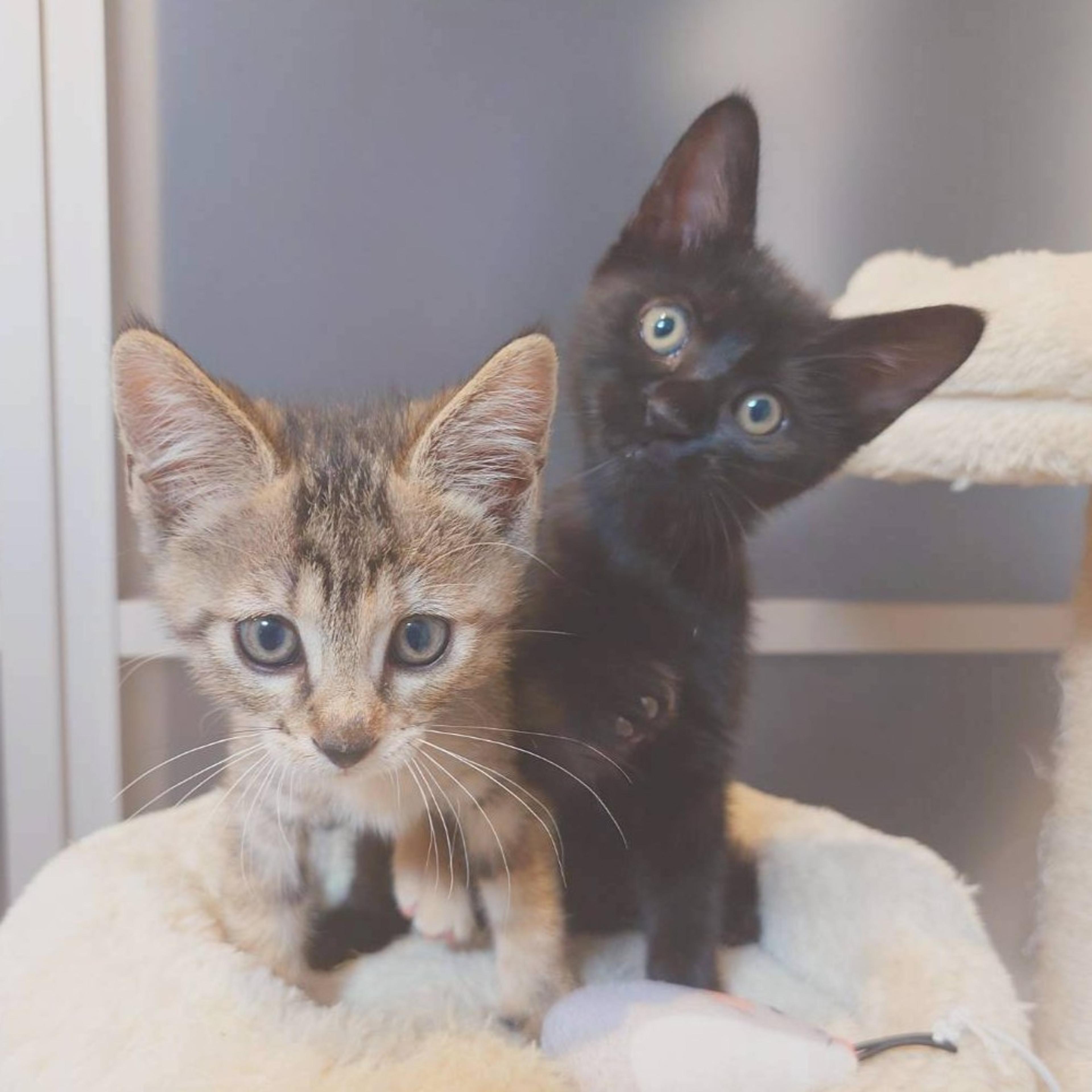 pet-image-4