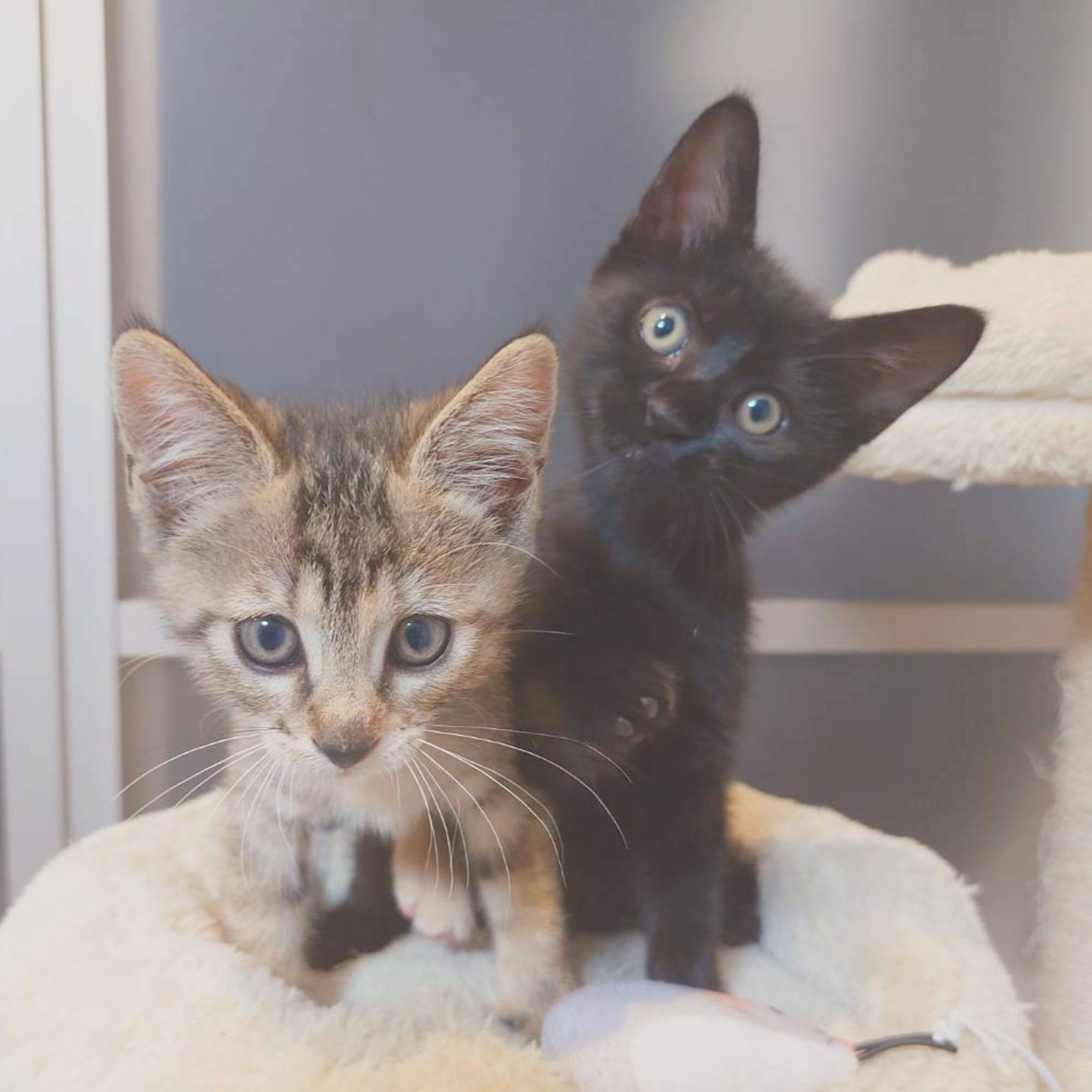 pet-image-4
