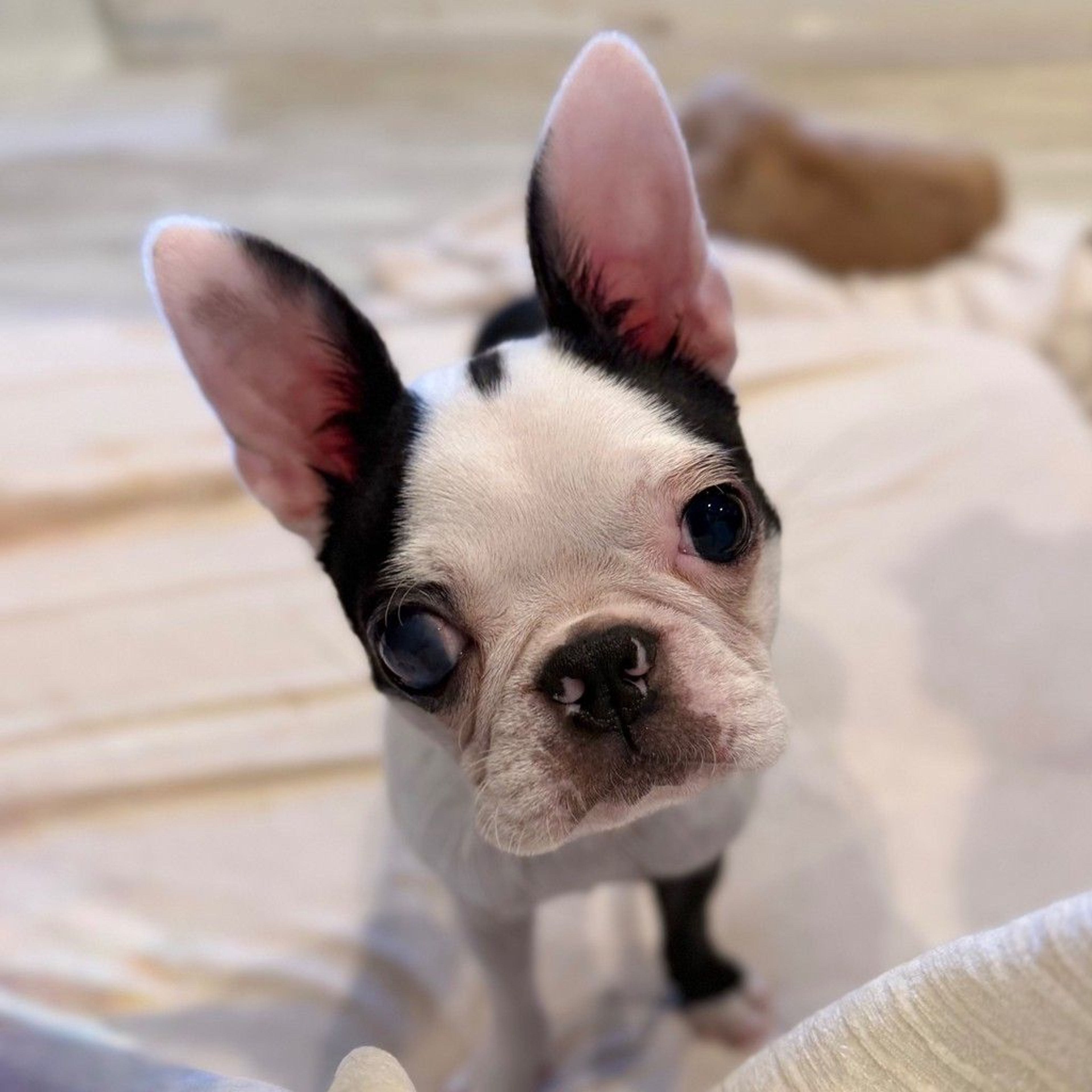 pet-image-3