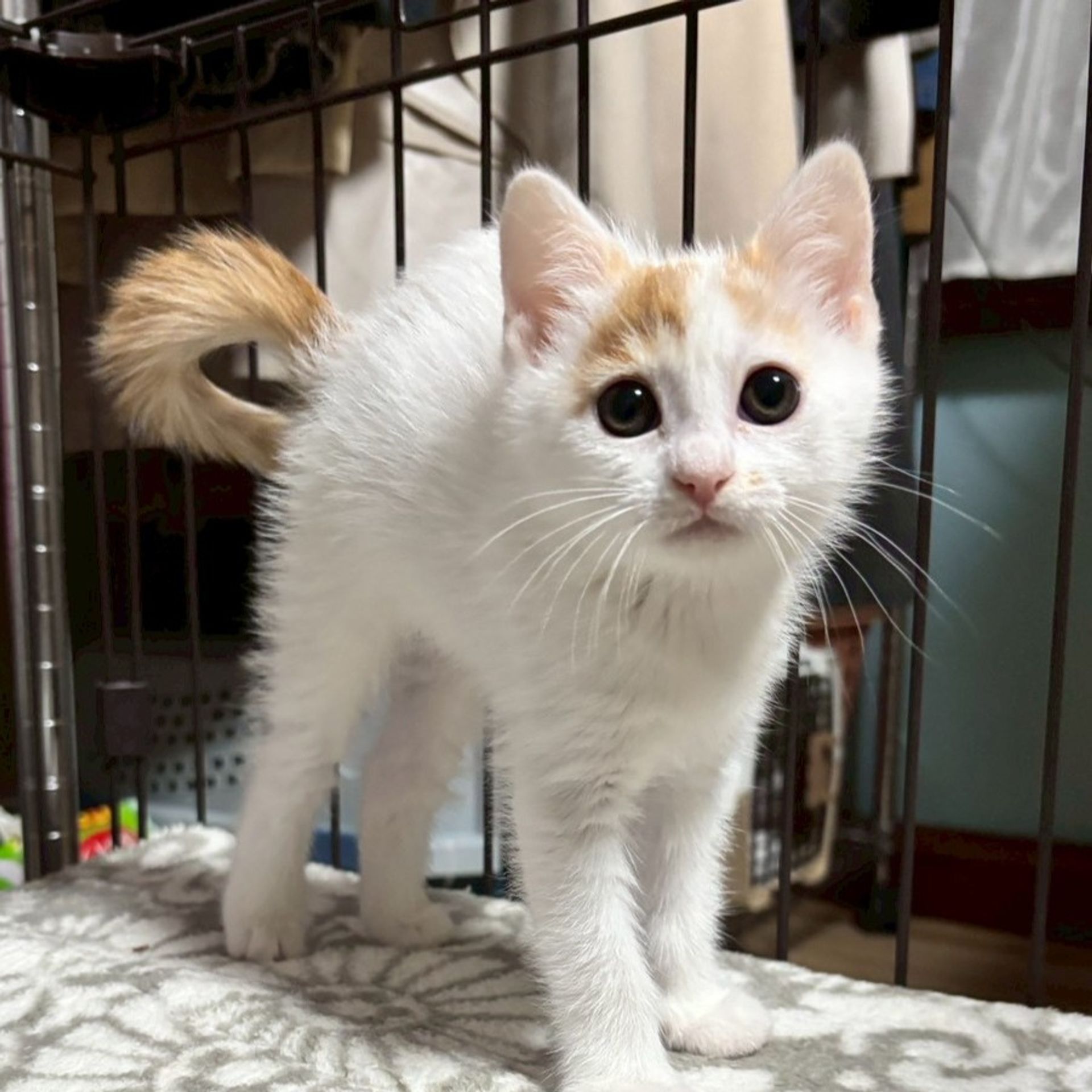 雑種（ミックス猫）・メスの里親募集の写真