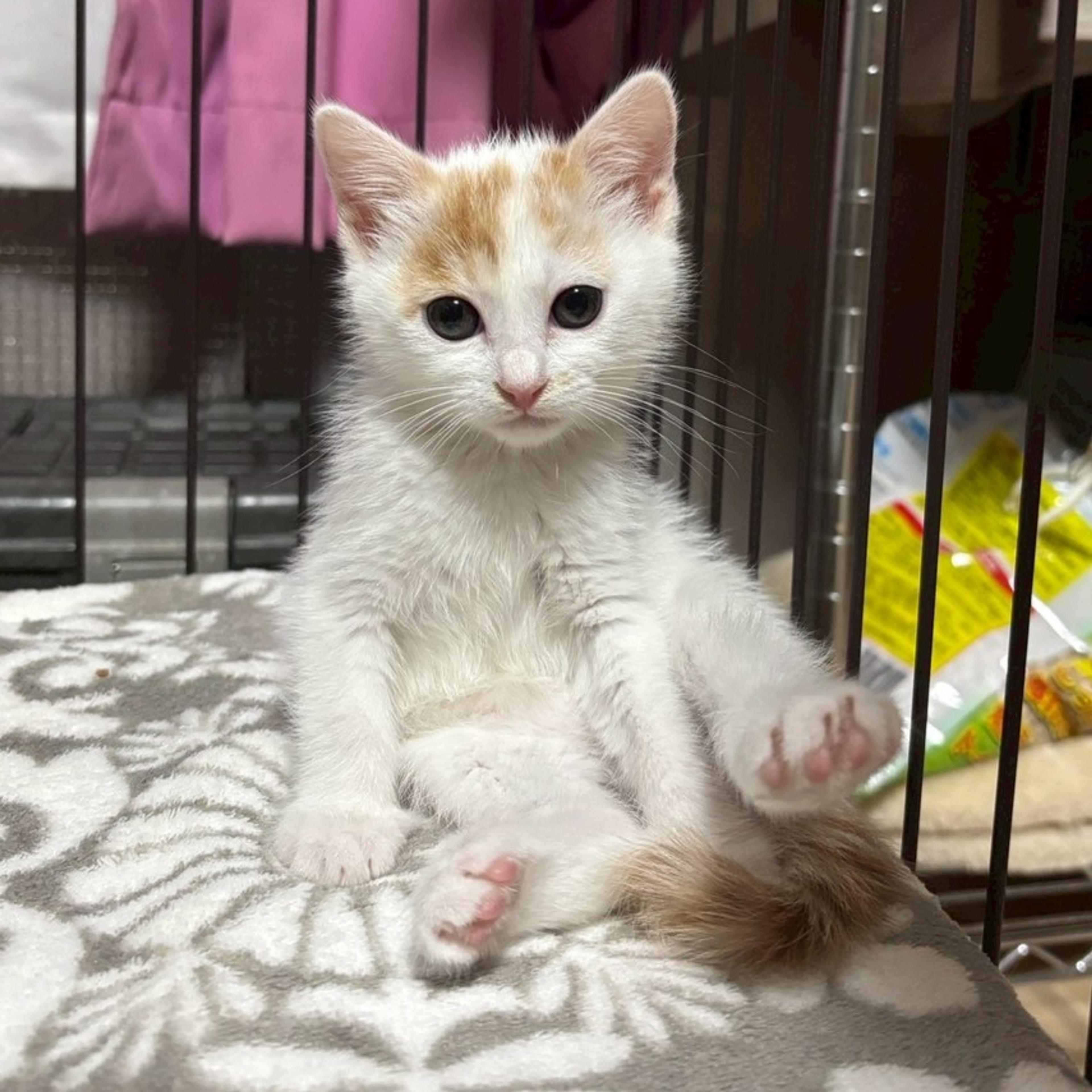 pet-image-2
