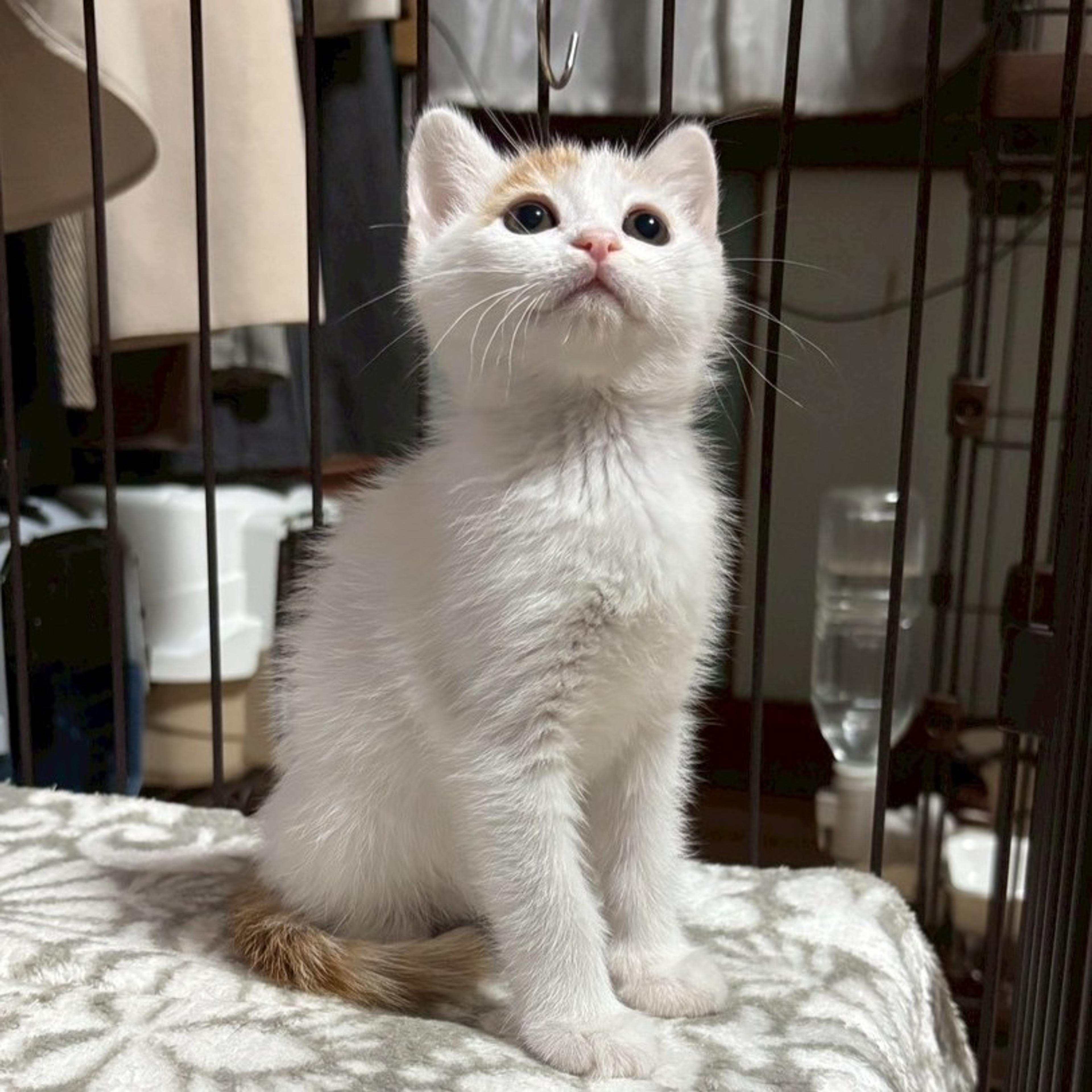 pet-image-3