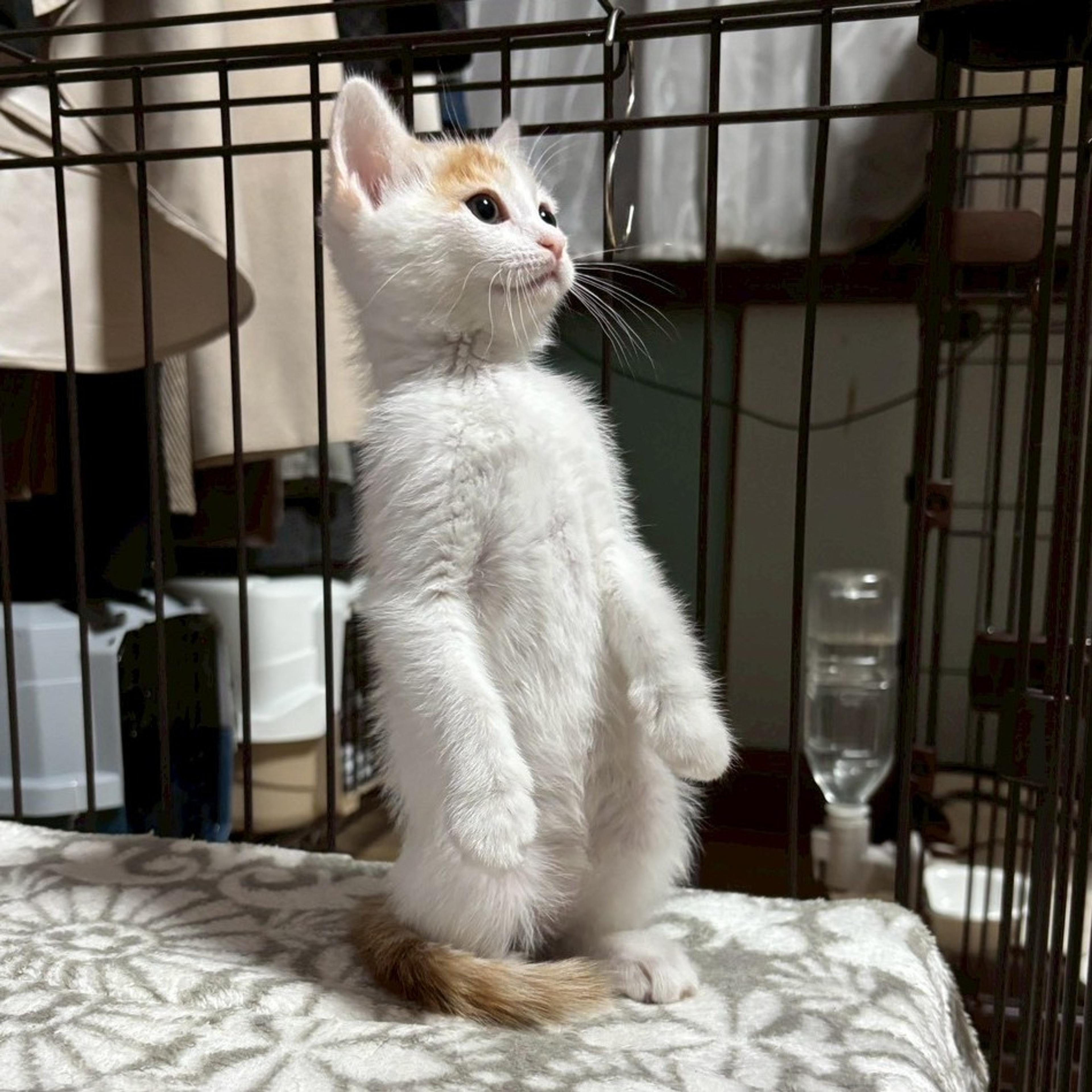 pet-image-4