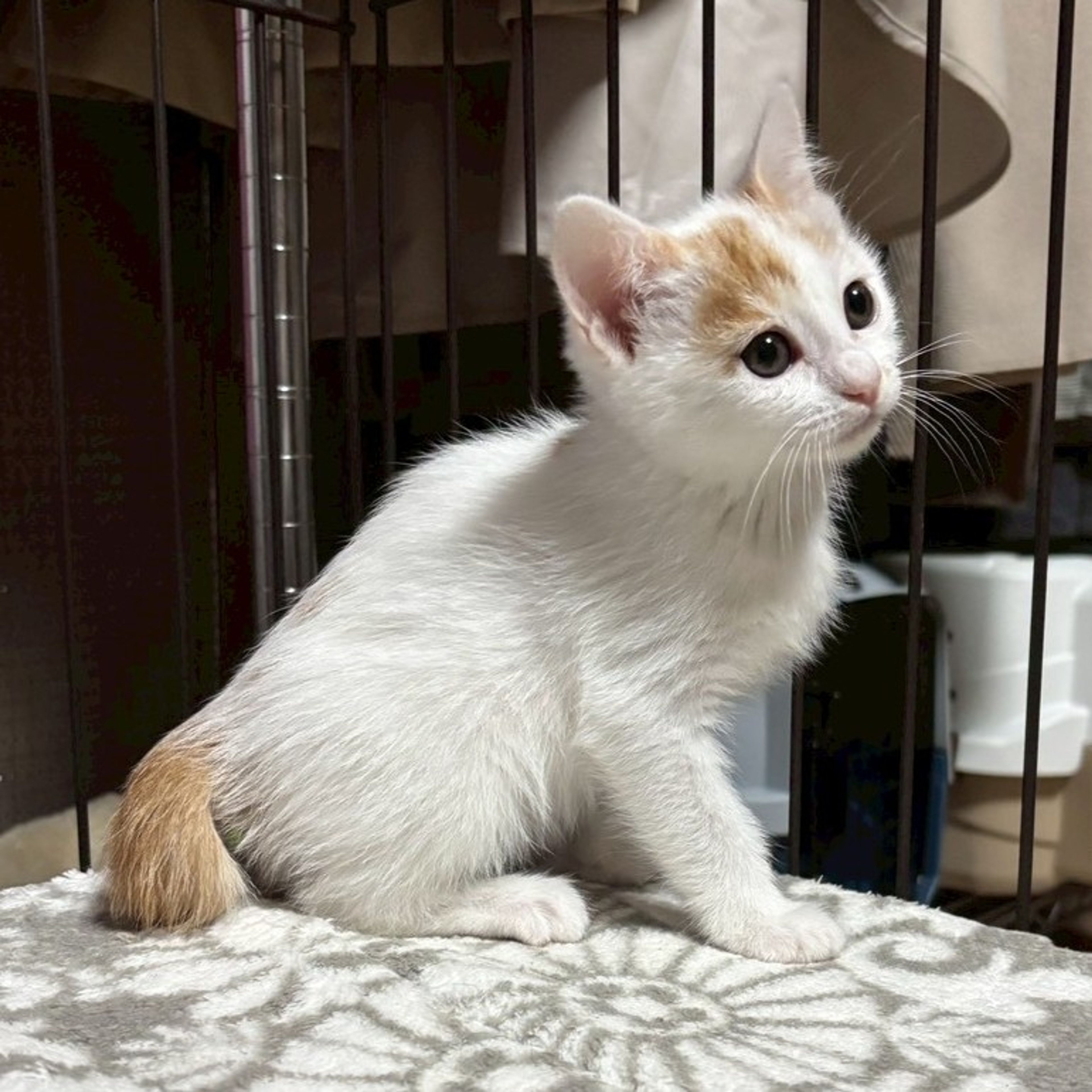 pet-image-5
