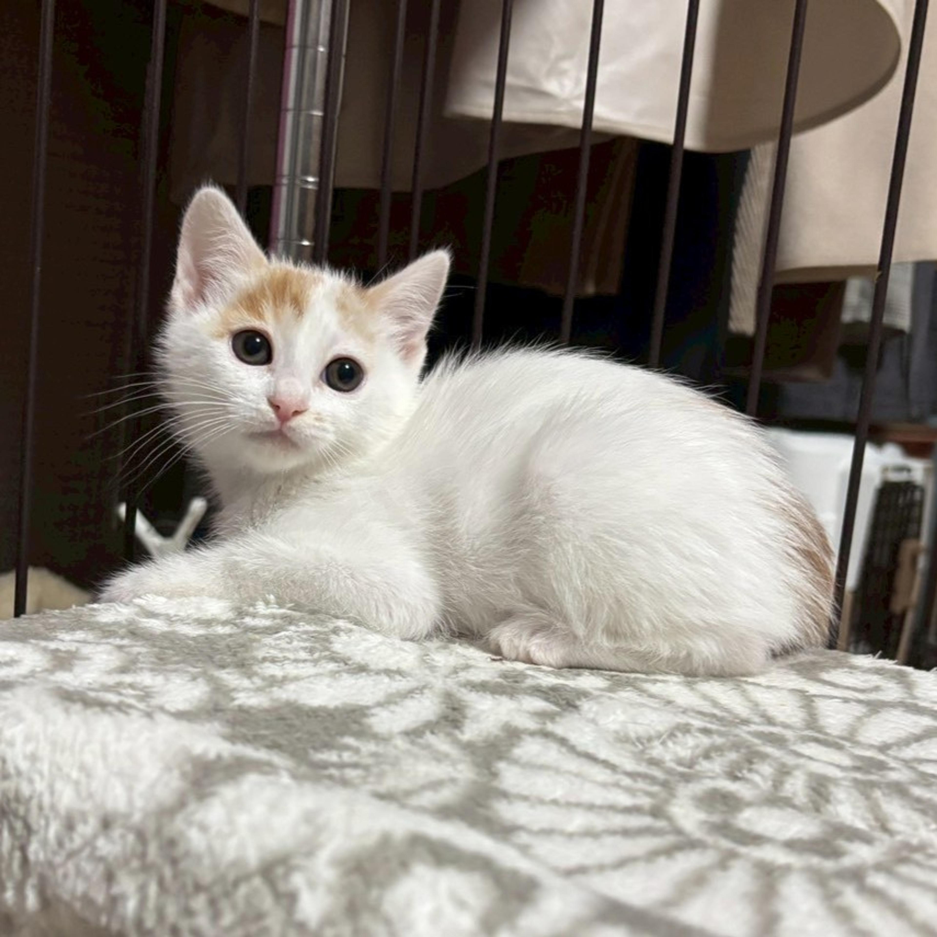 pet-image-6