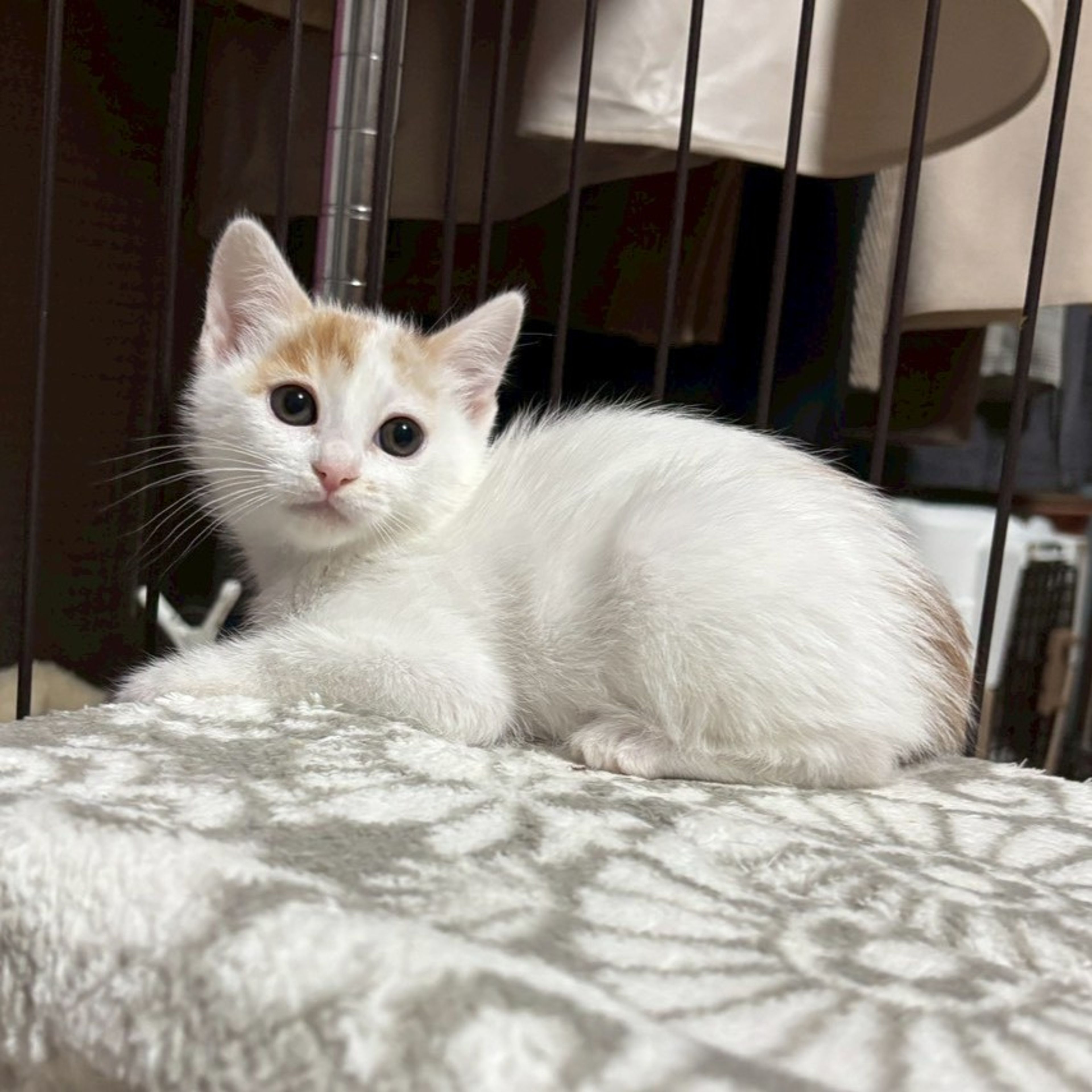 pet-image-6
