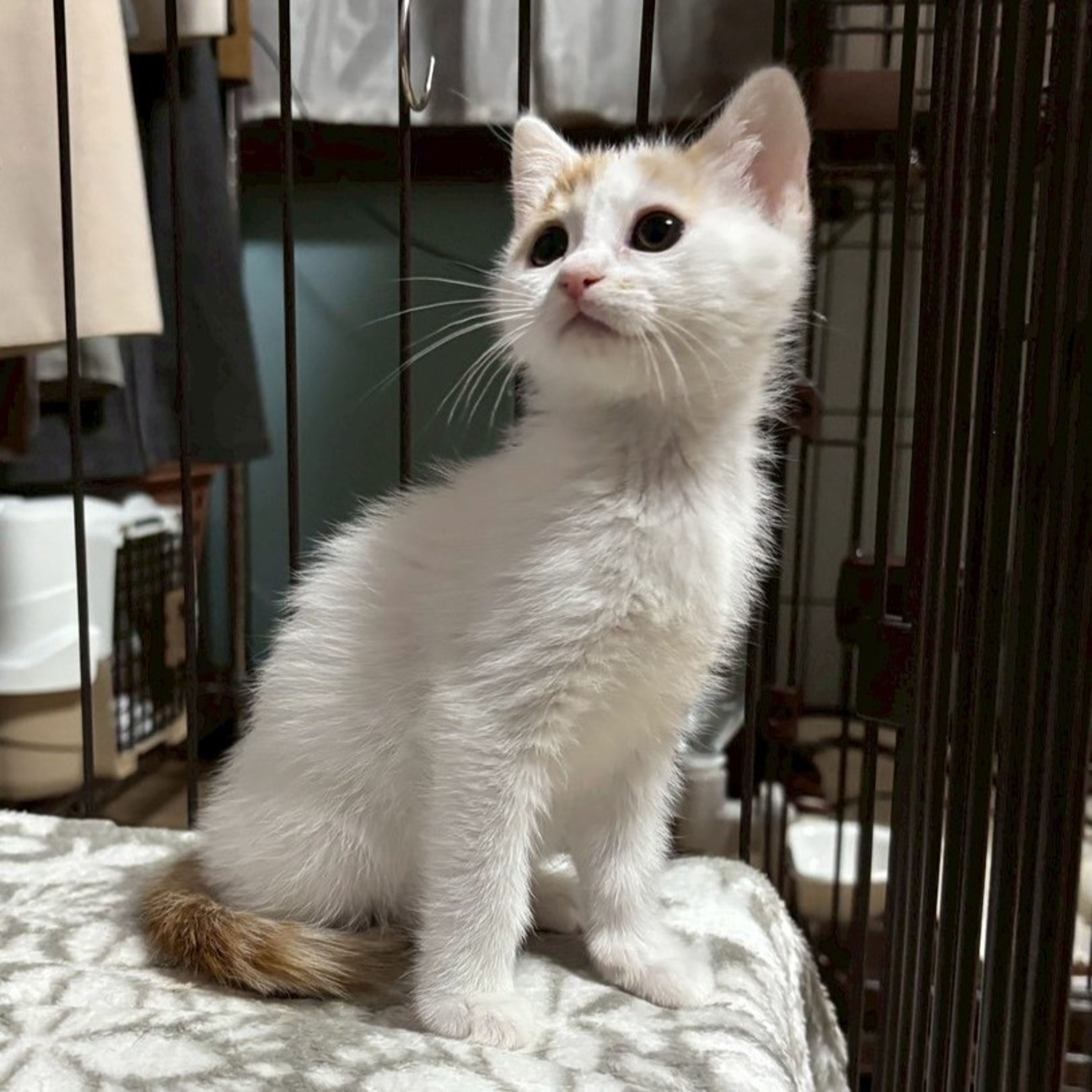 pet-image-7