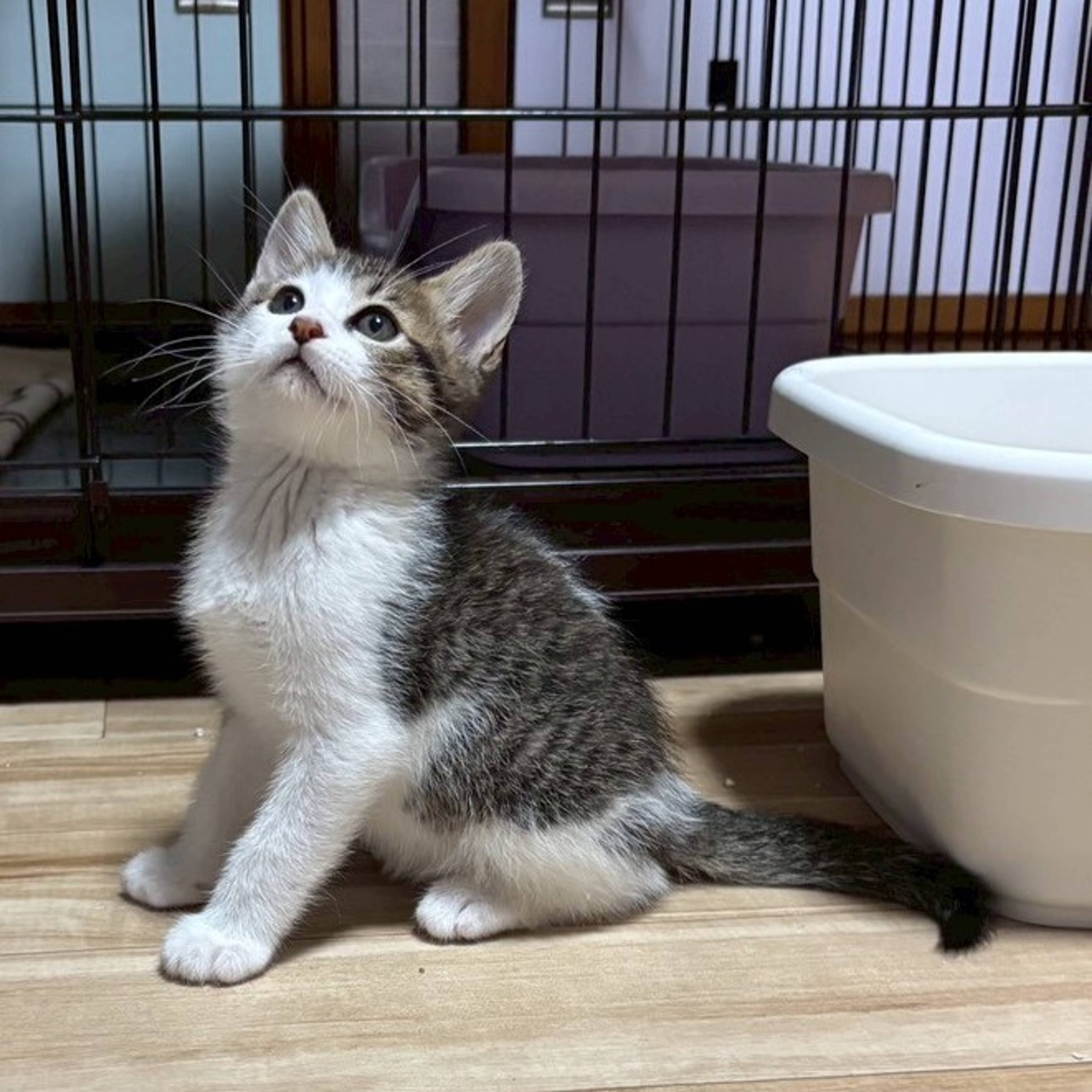 雑種（ミックス猫）・オスの里親募集の写真