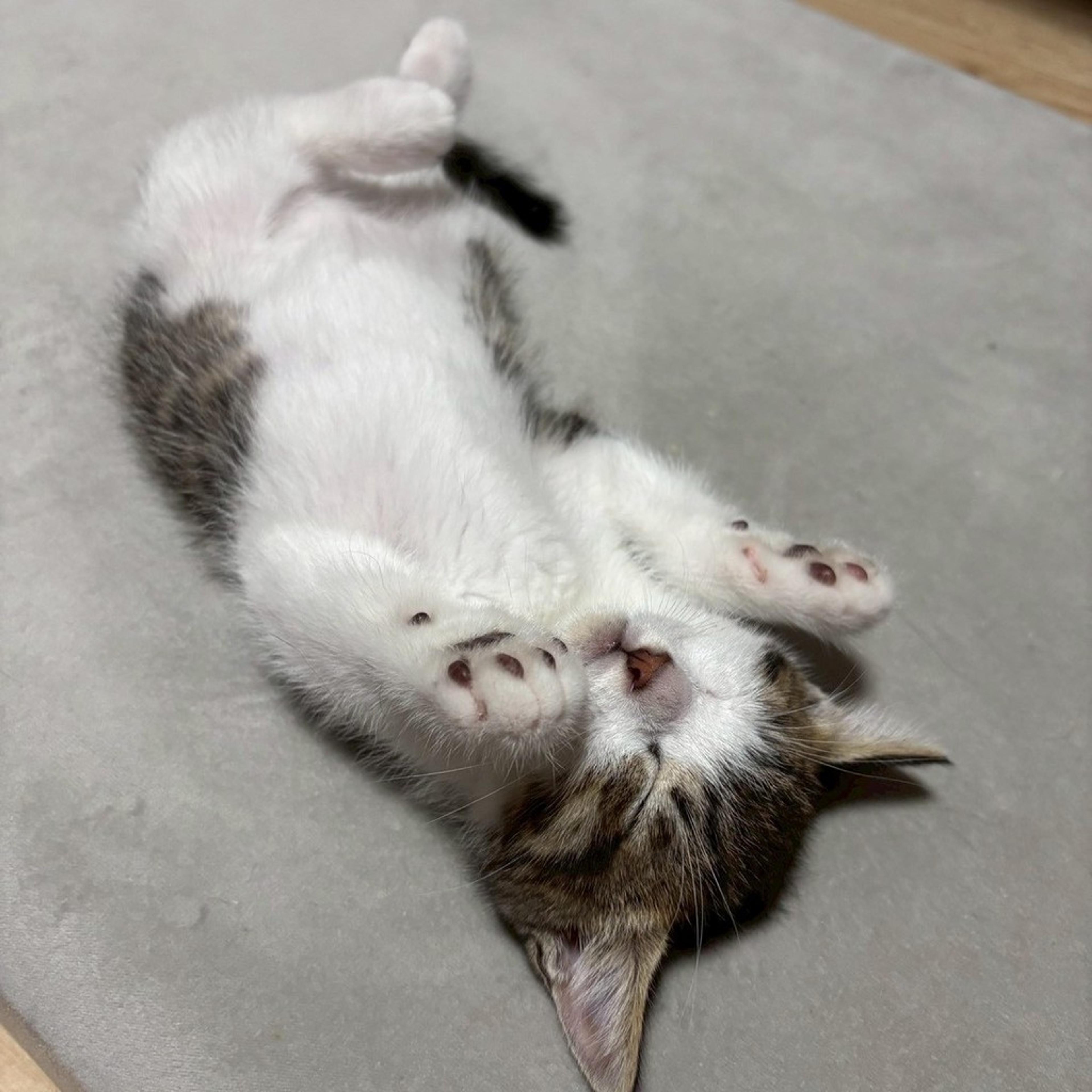 pet-image-3
