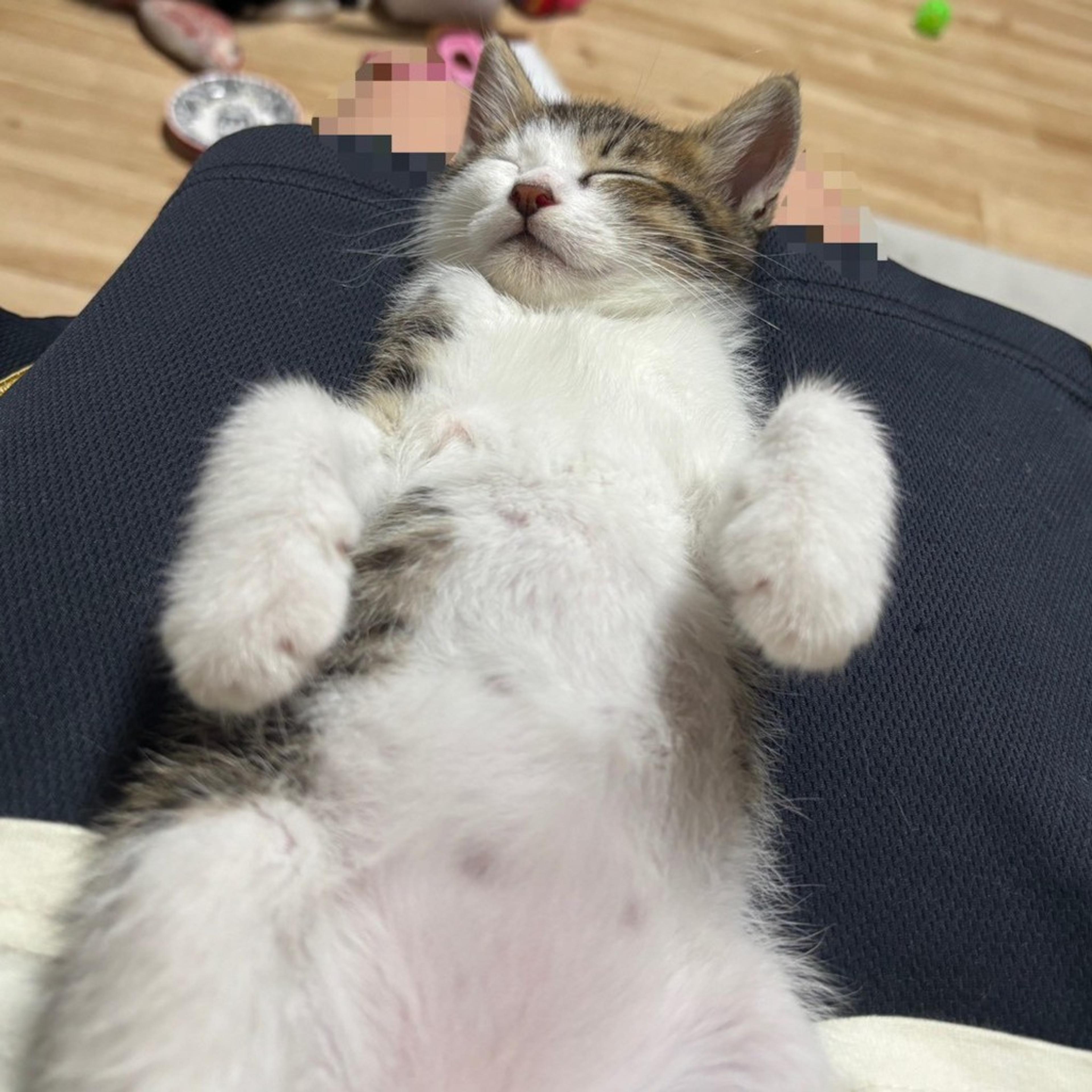 pet-image-4