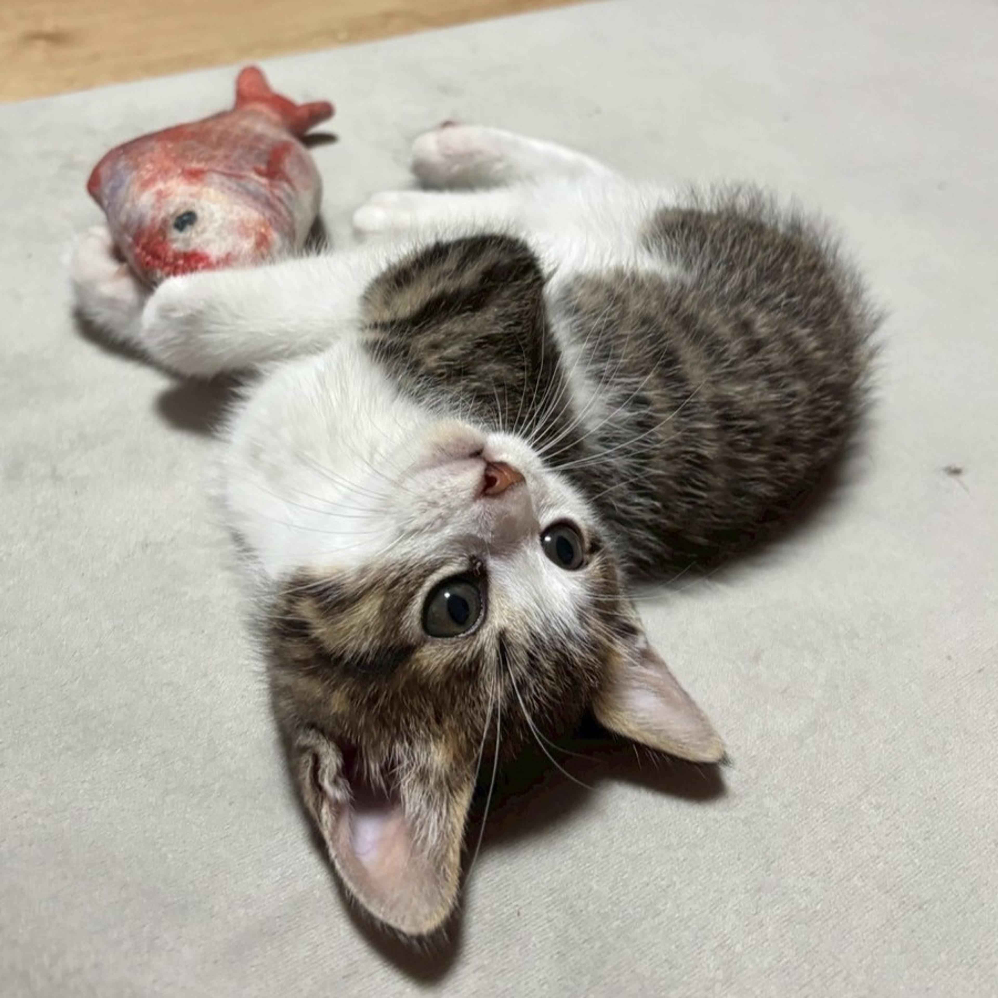 pet-image-5