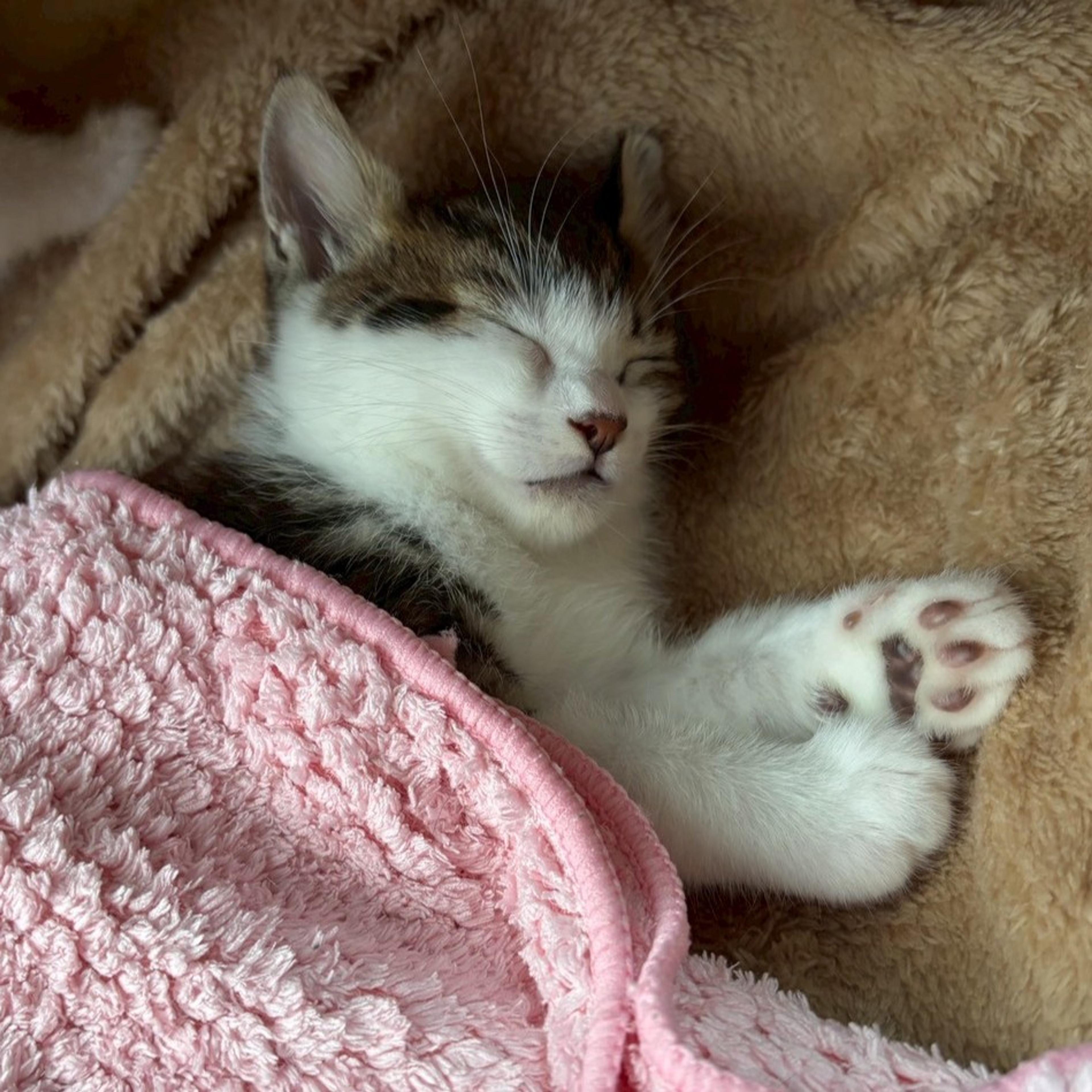 pet-image-7