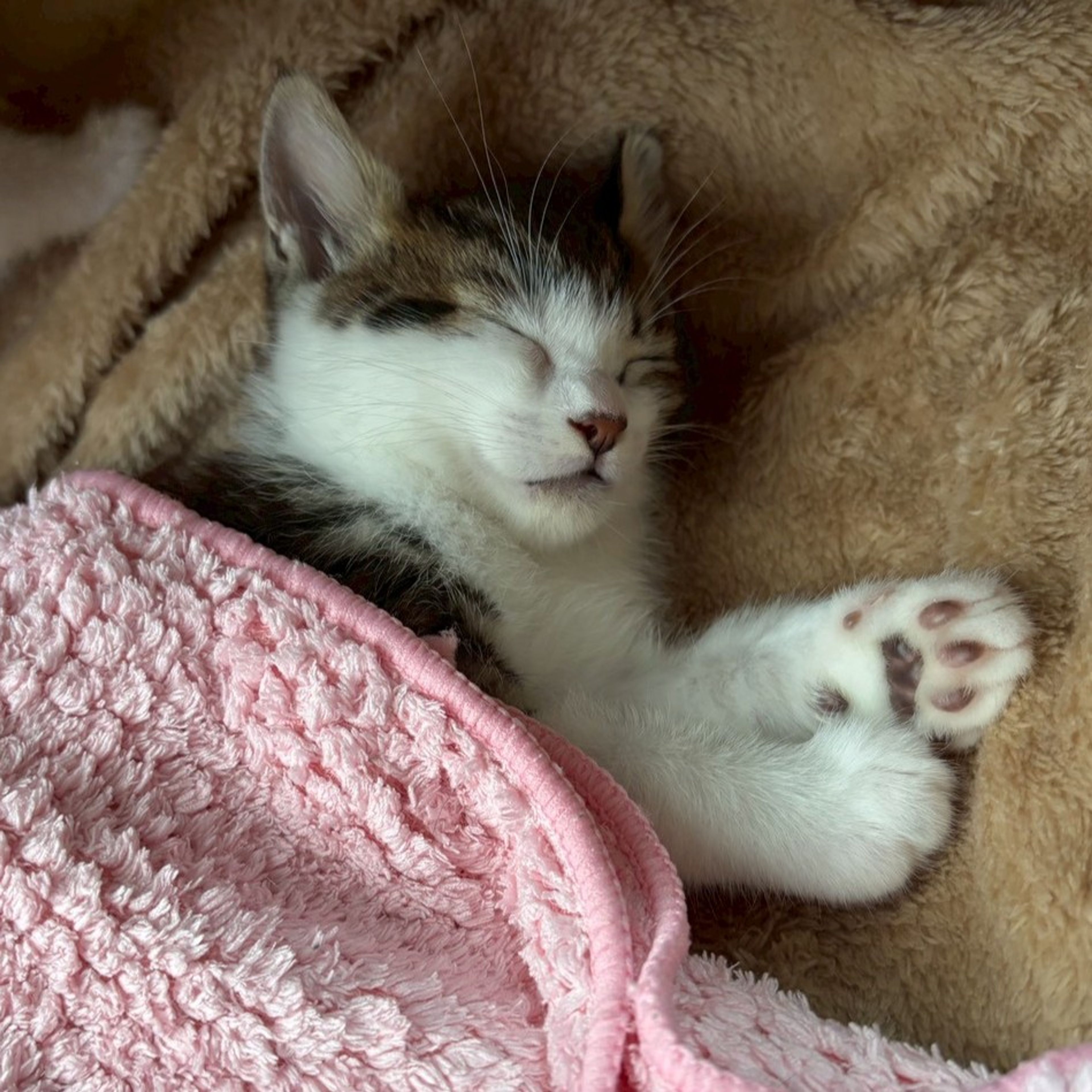 pet-image-7