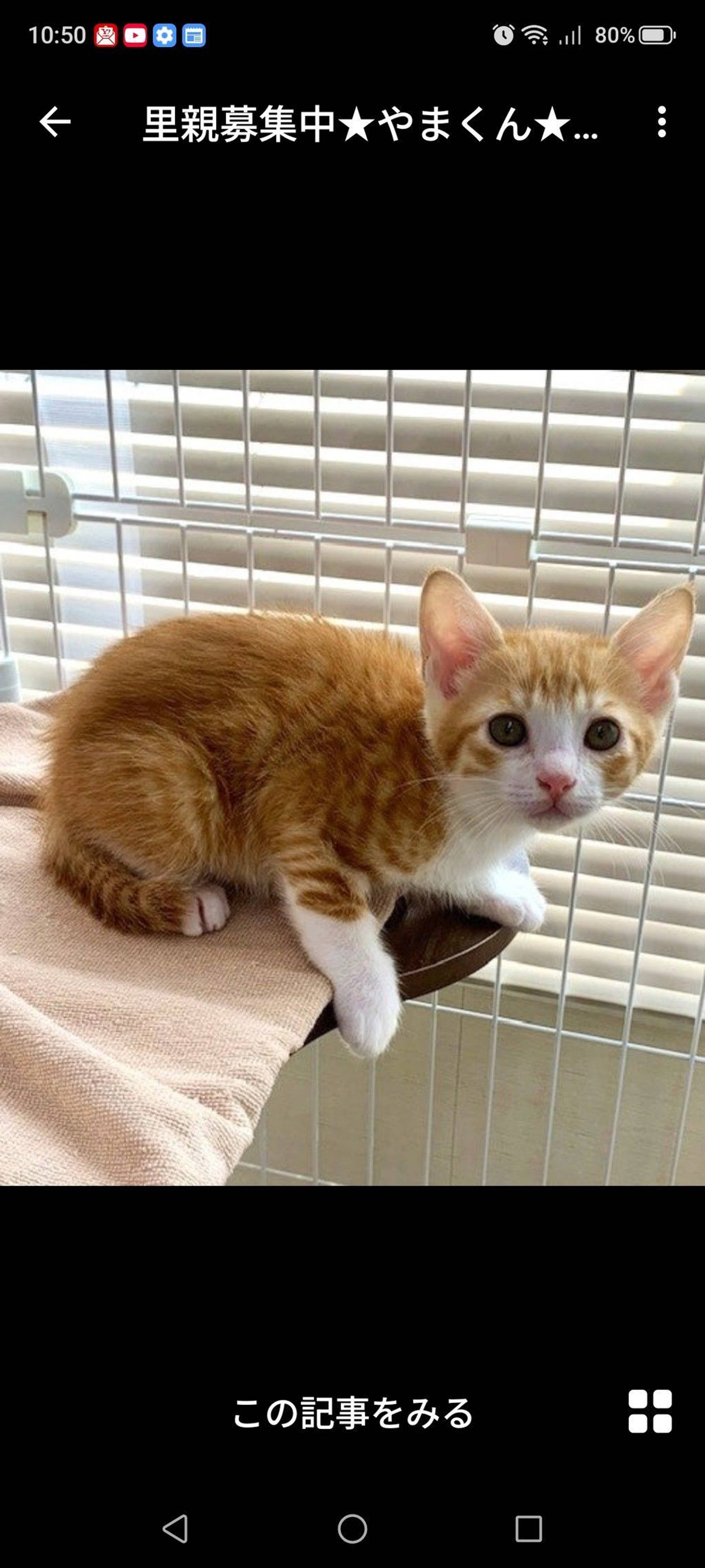 雑種（ミックス猫）・オスの里親募集の写真