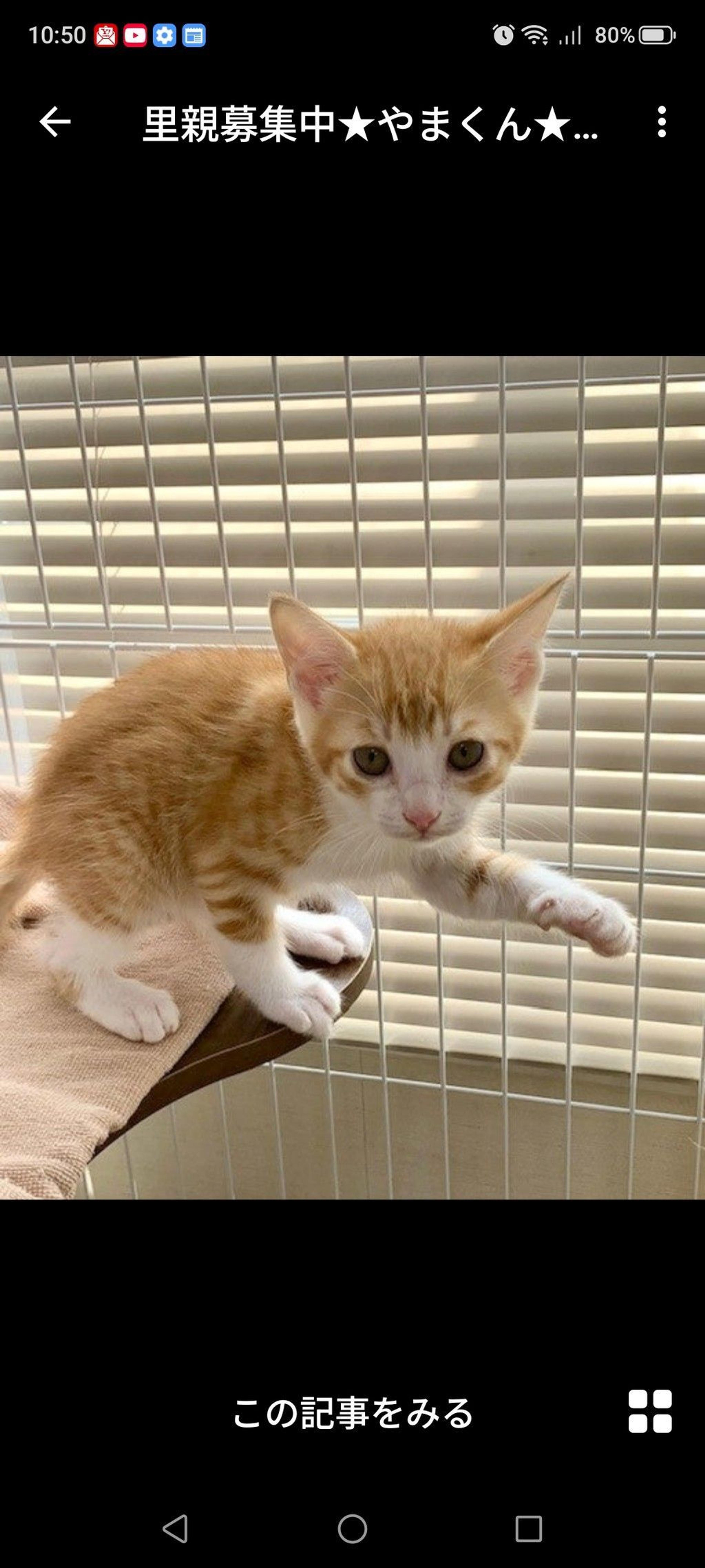 pet-image-3