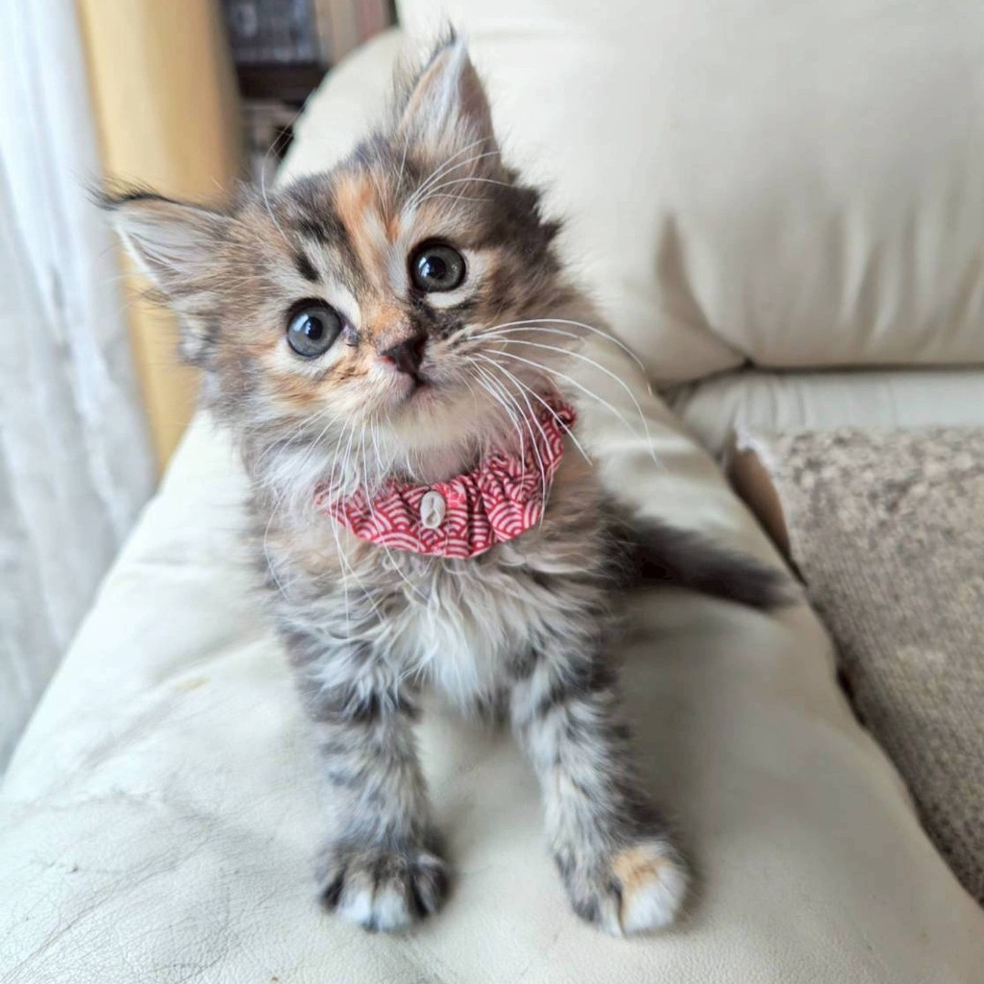 雑種（ミックス猫）・メスの里親募集の写真