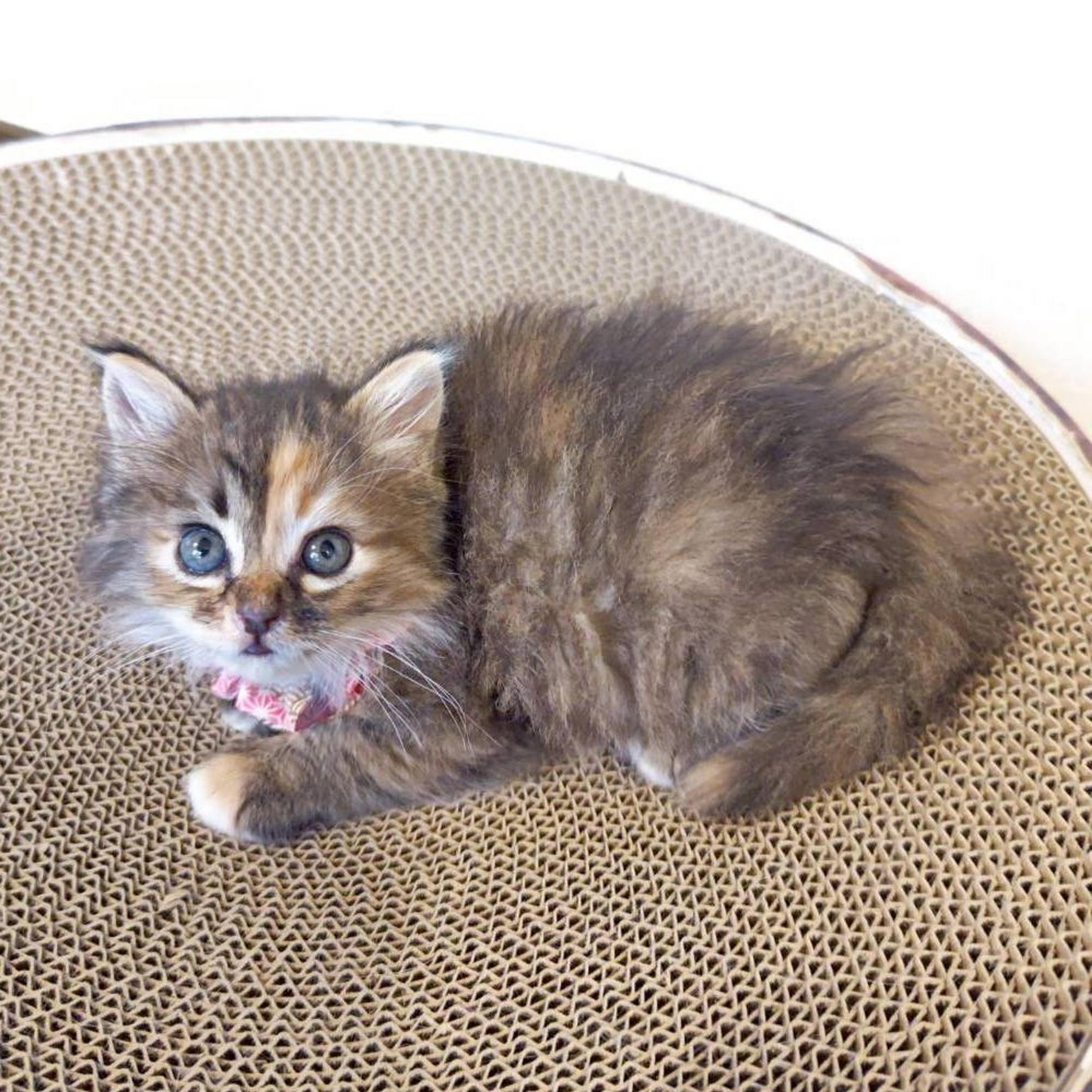 pet-image-2