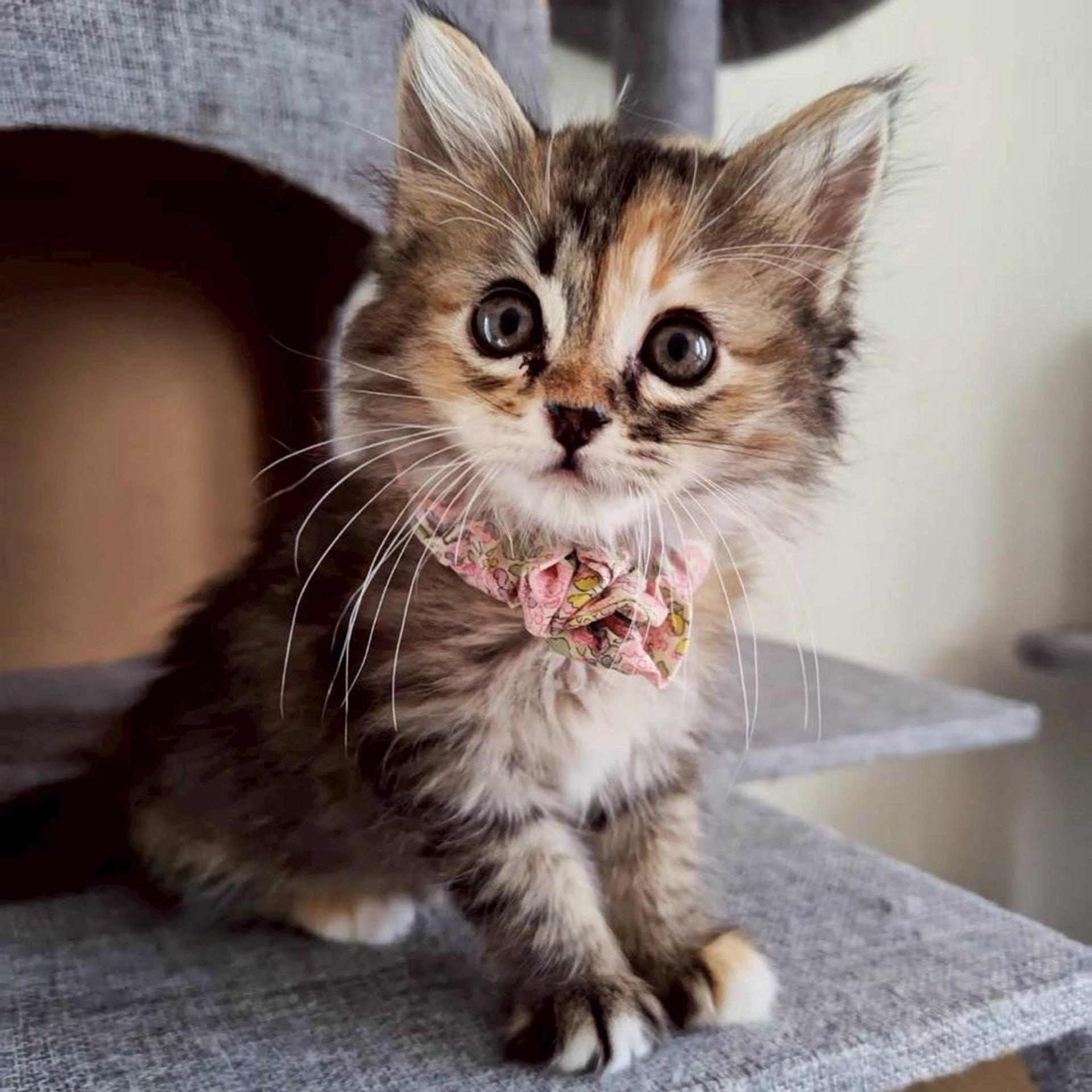 pet-image-3