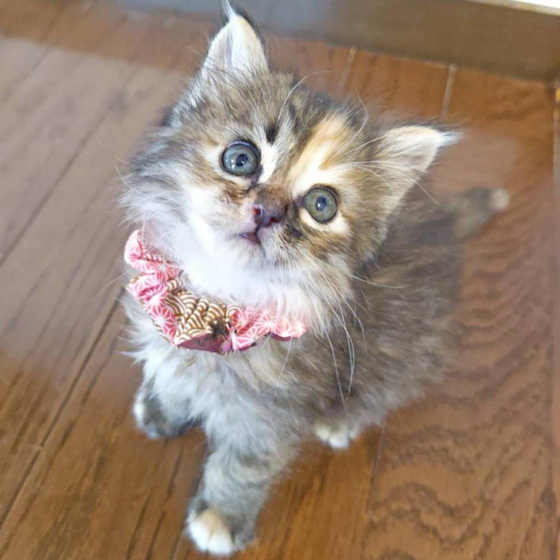 pet-image-4