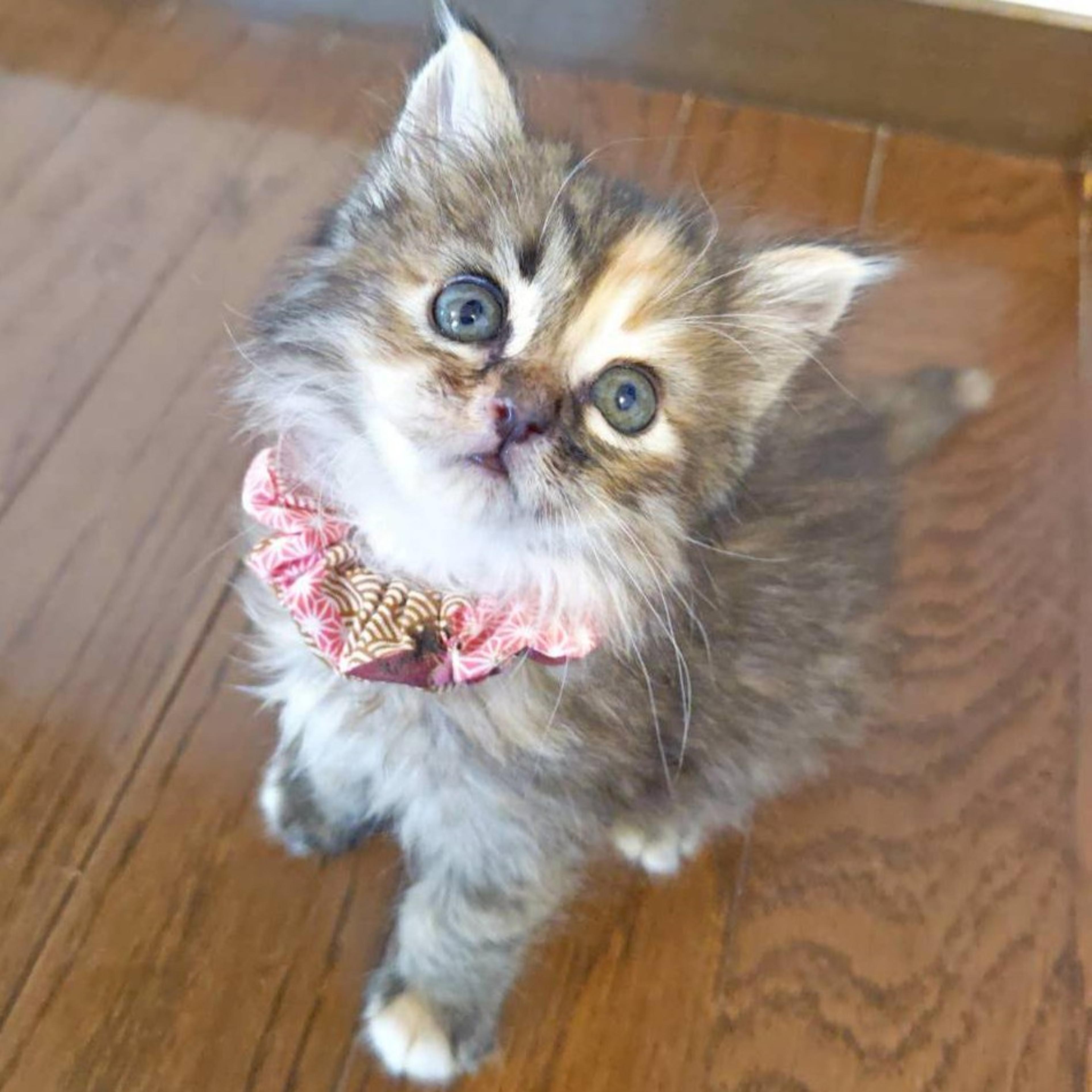 pet-image-4
