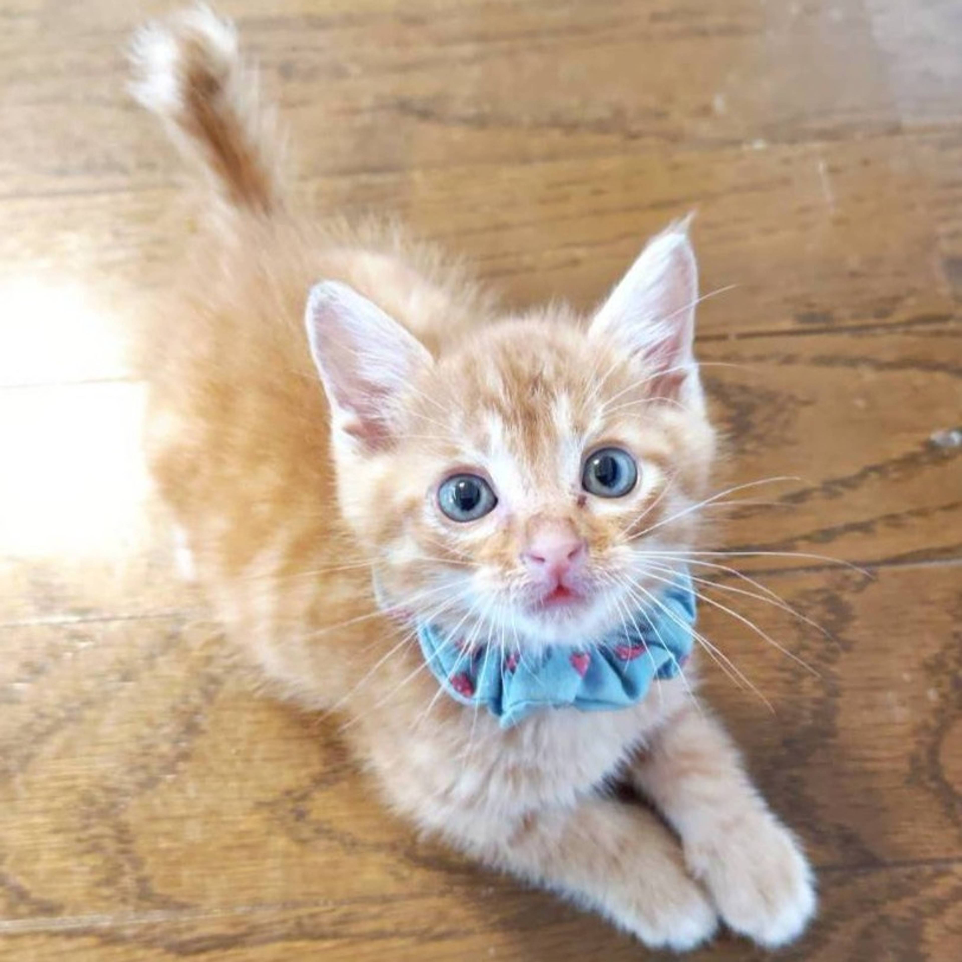 雑種（ミックス猫）・オスの里親募集の写真