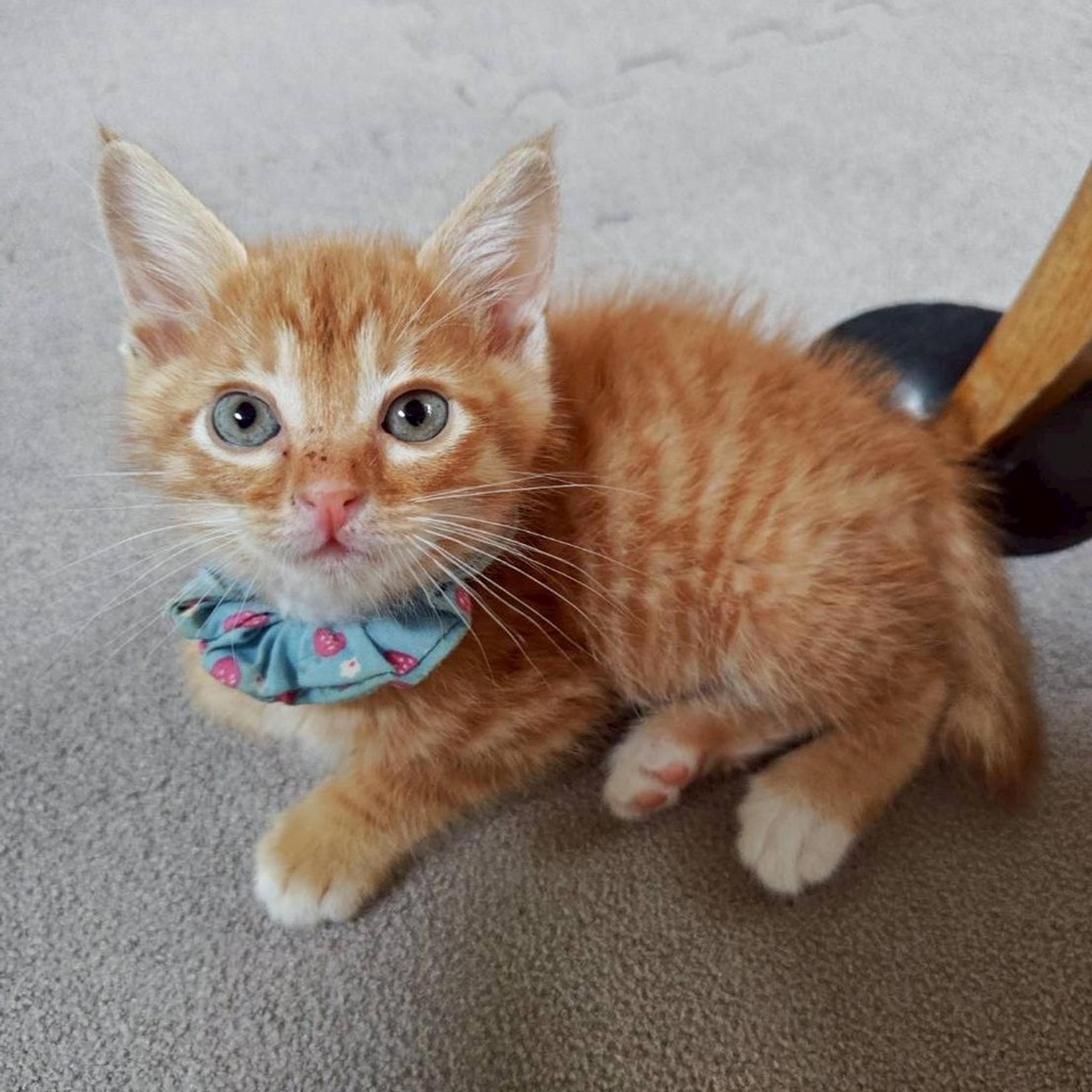 pet-image-2