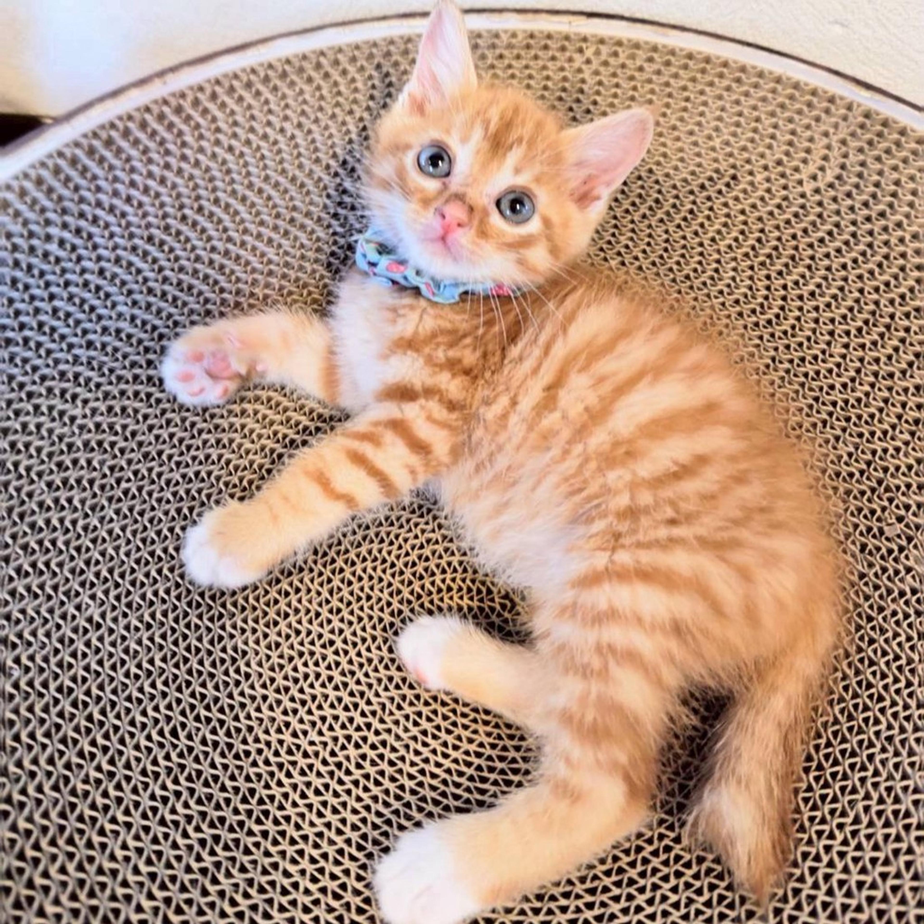 pet-image-5